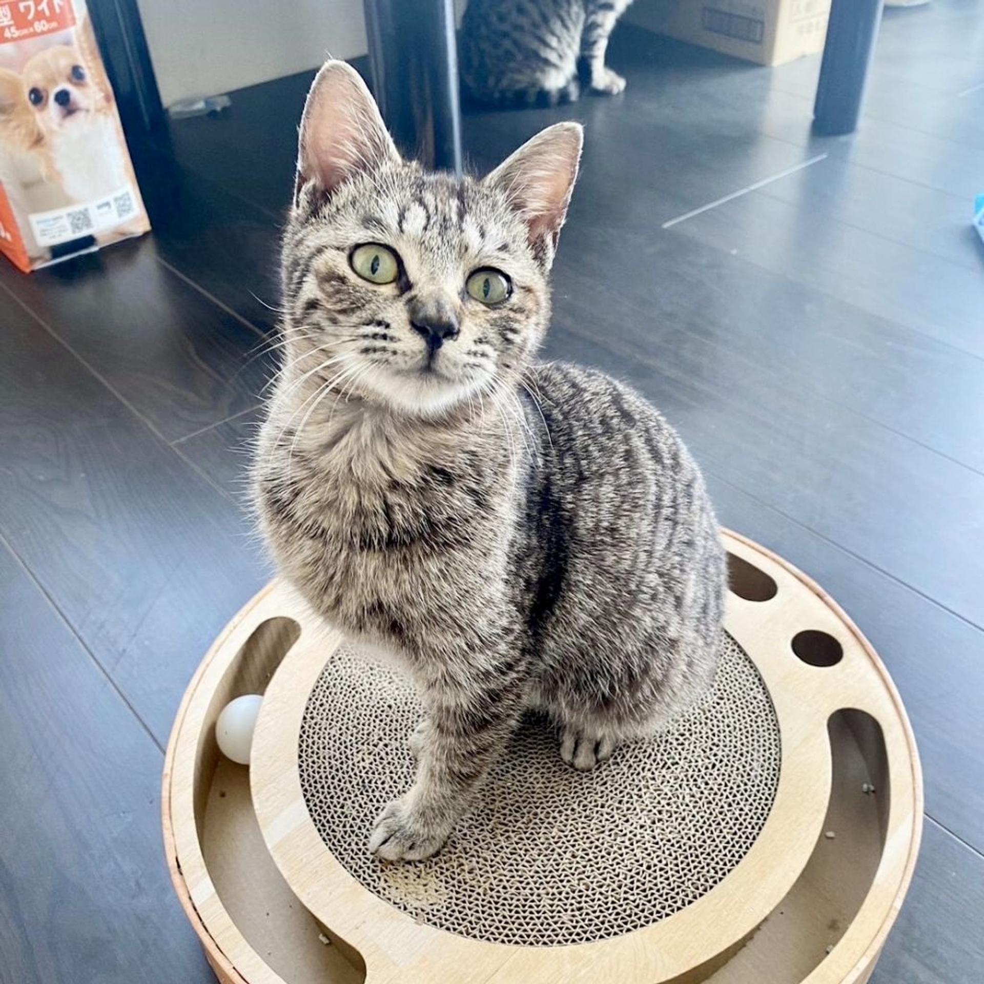 pet-image-9