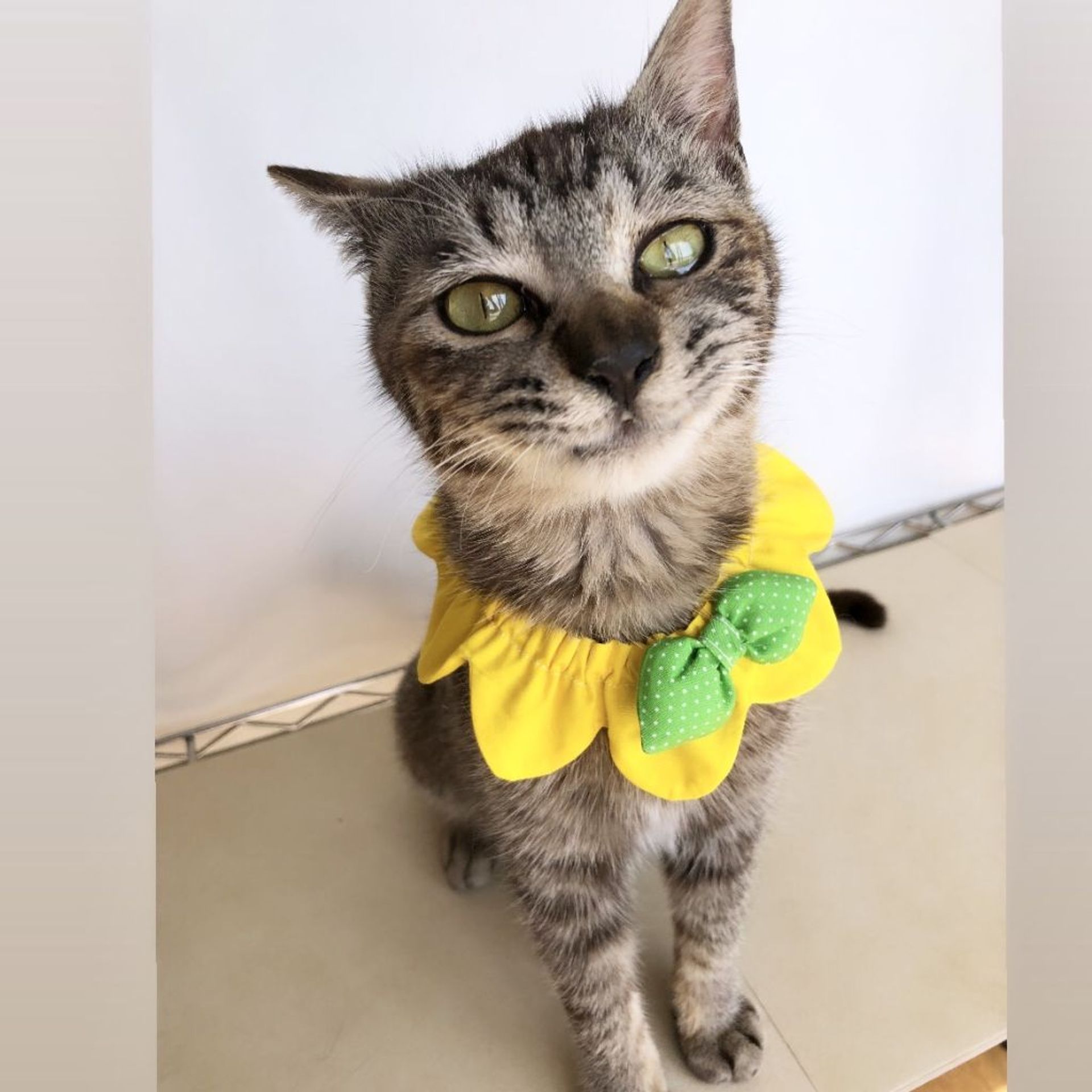 雑種（ミックス猫）・オスの里親募集の写真