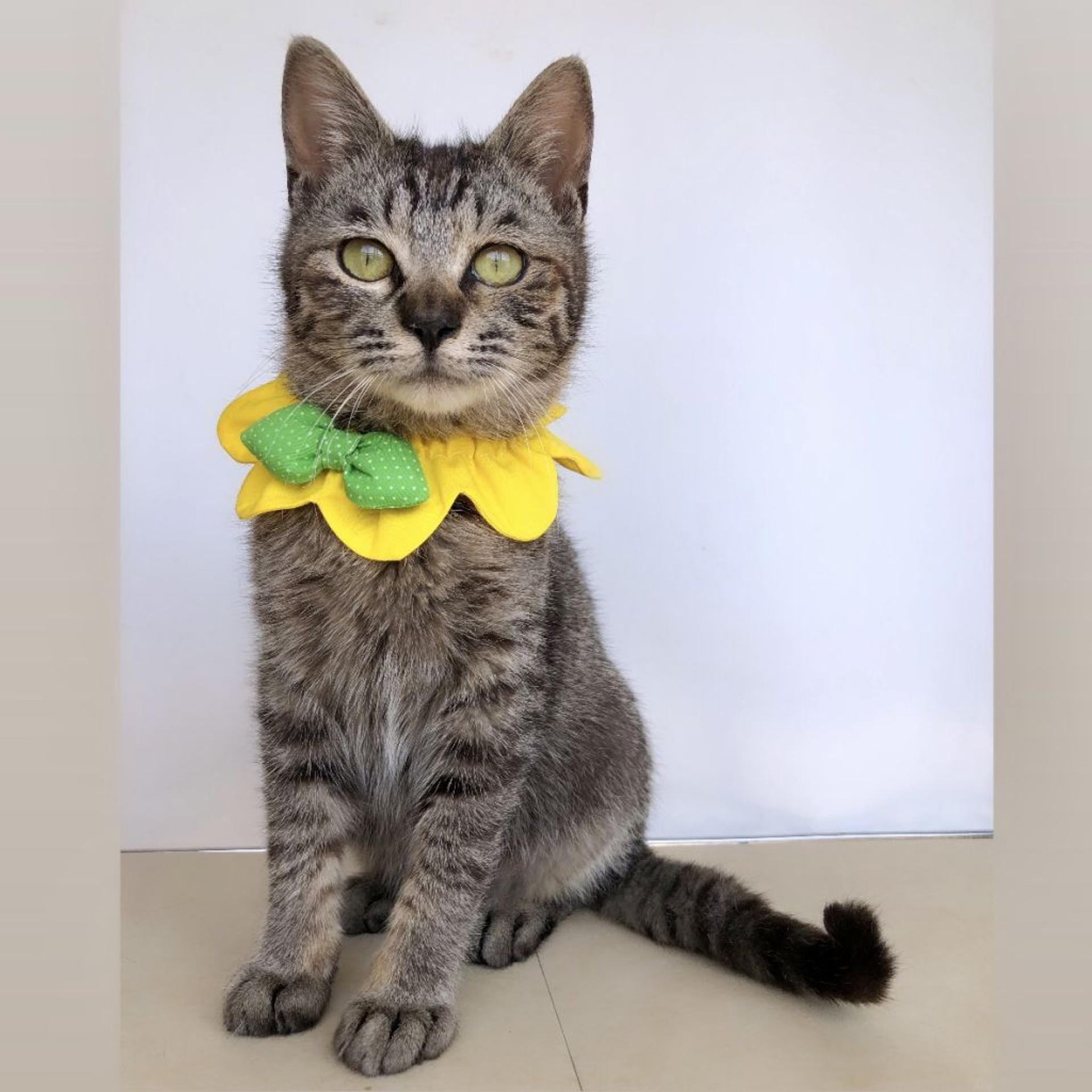 pet-image-4