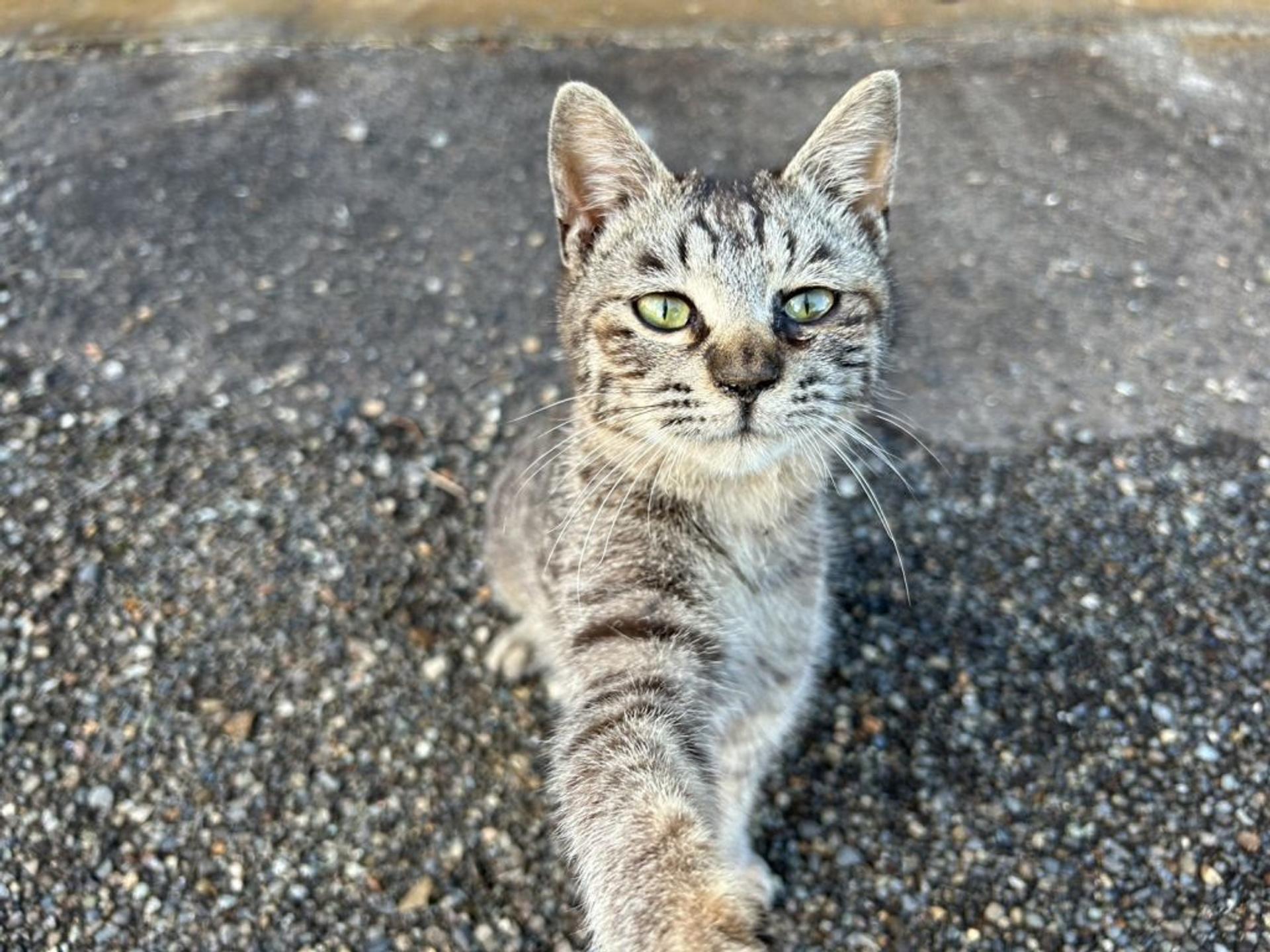 pet-image-2
