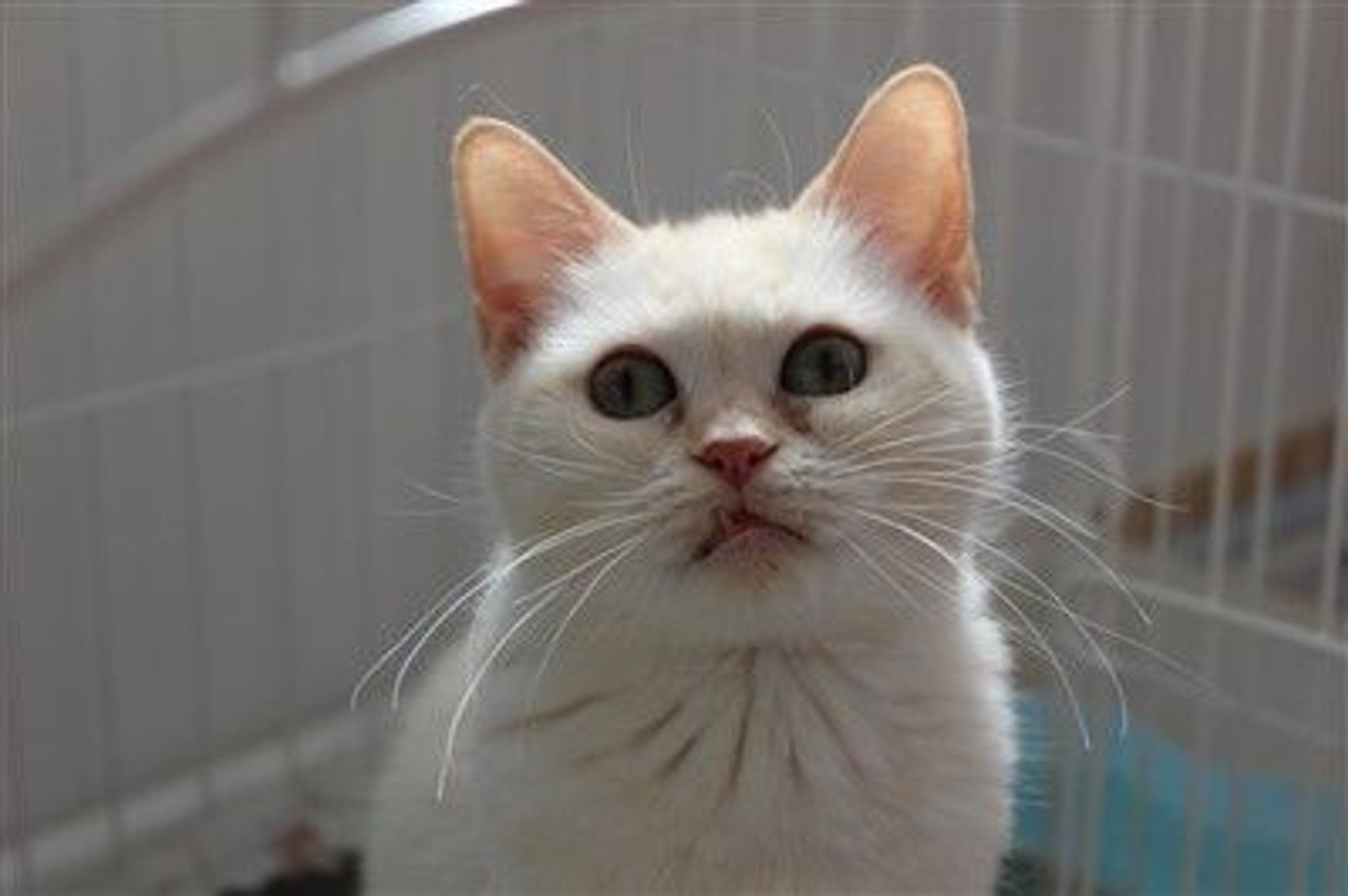 マンチカン・メスの里親募集の写真