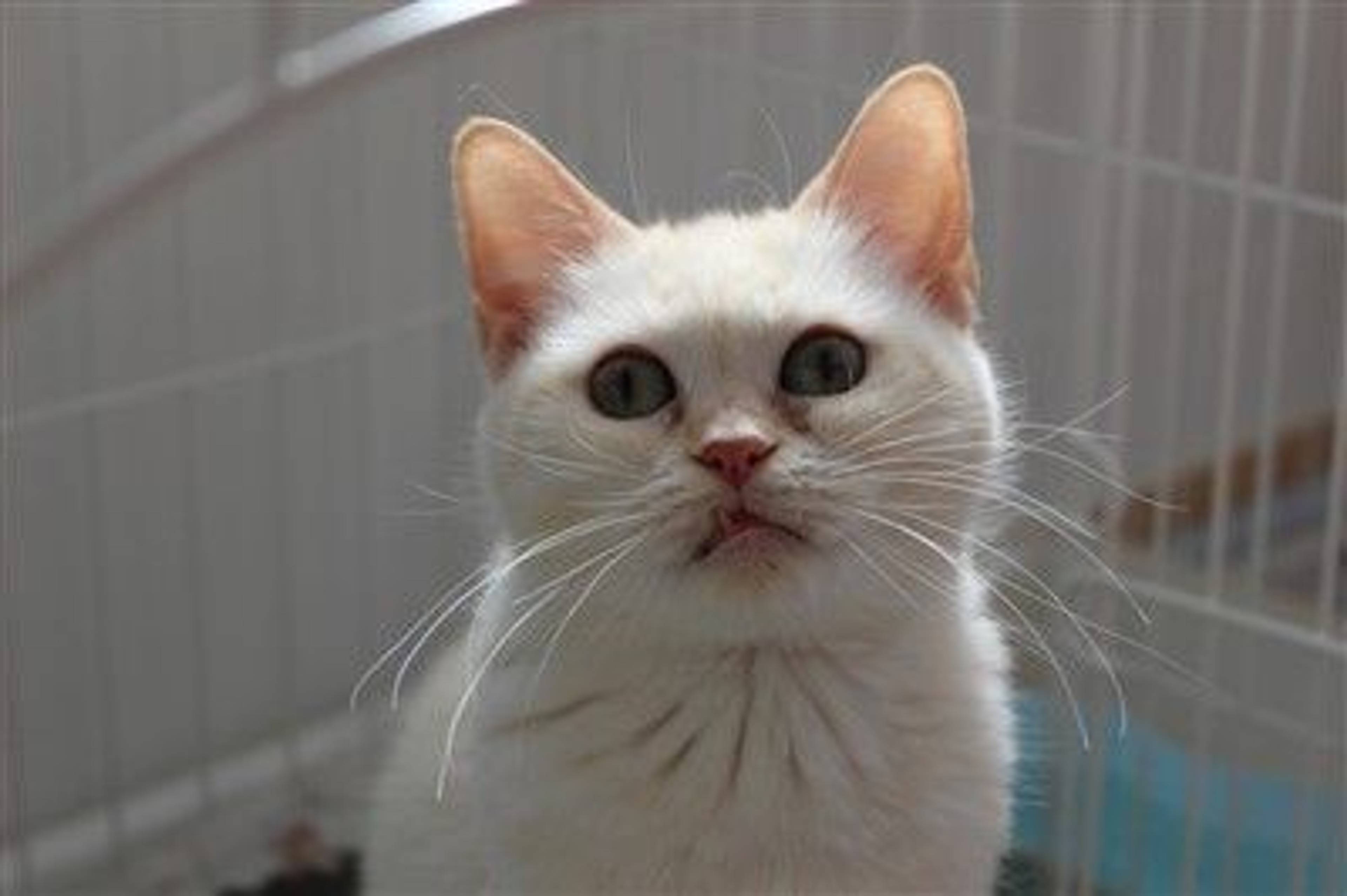 マンチカン・メスの里親募集の写真