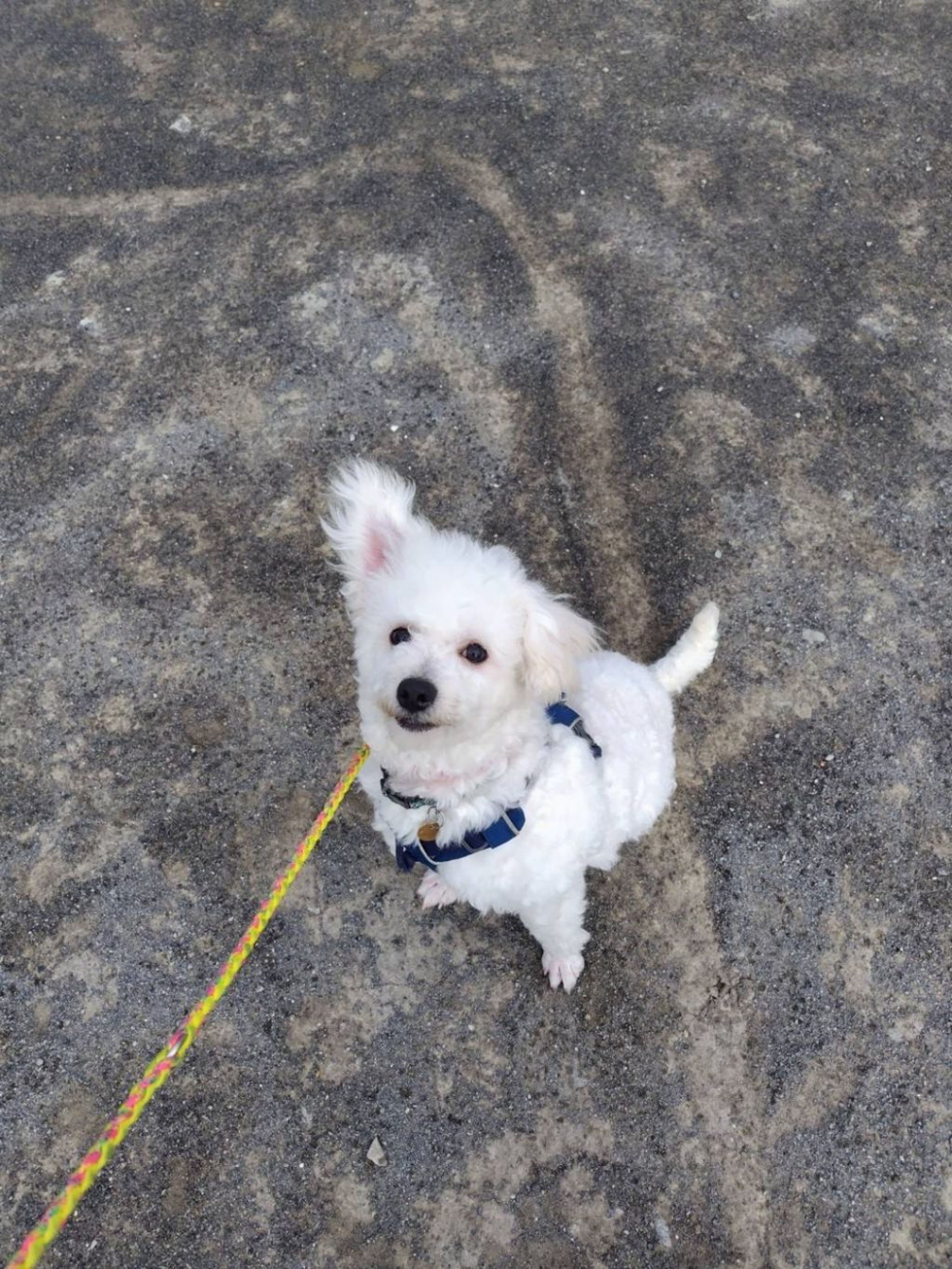 pet-image-2