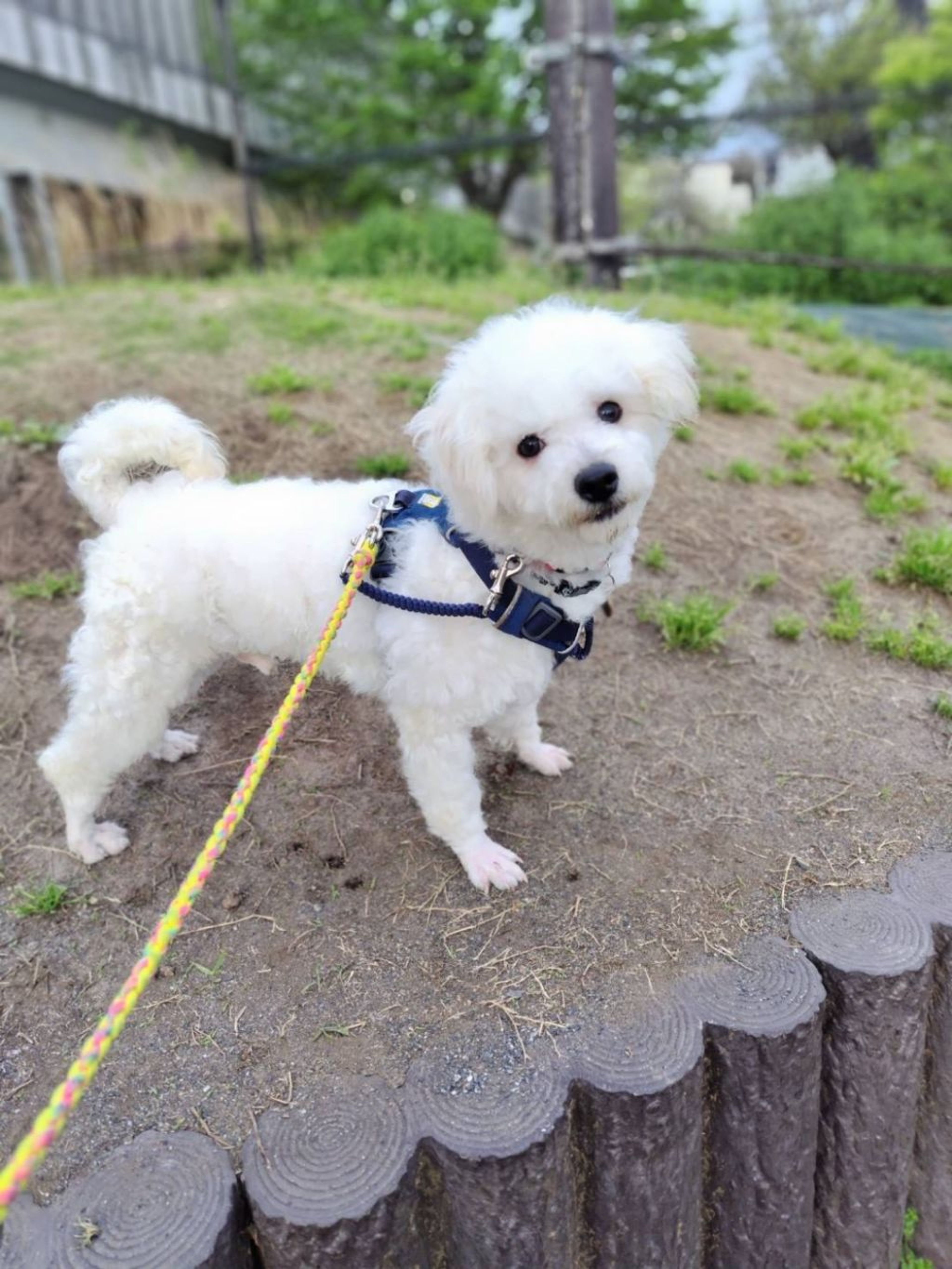 pet-image-3