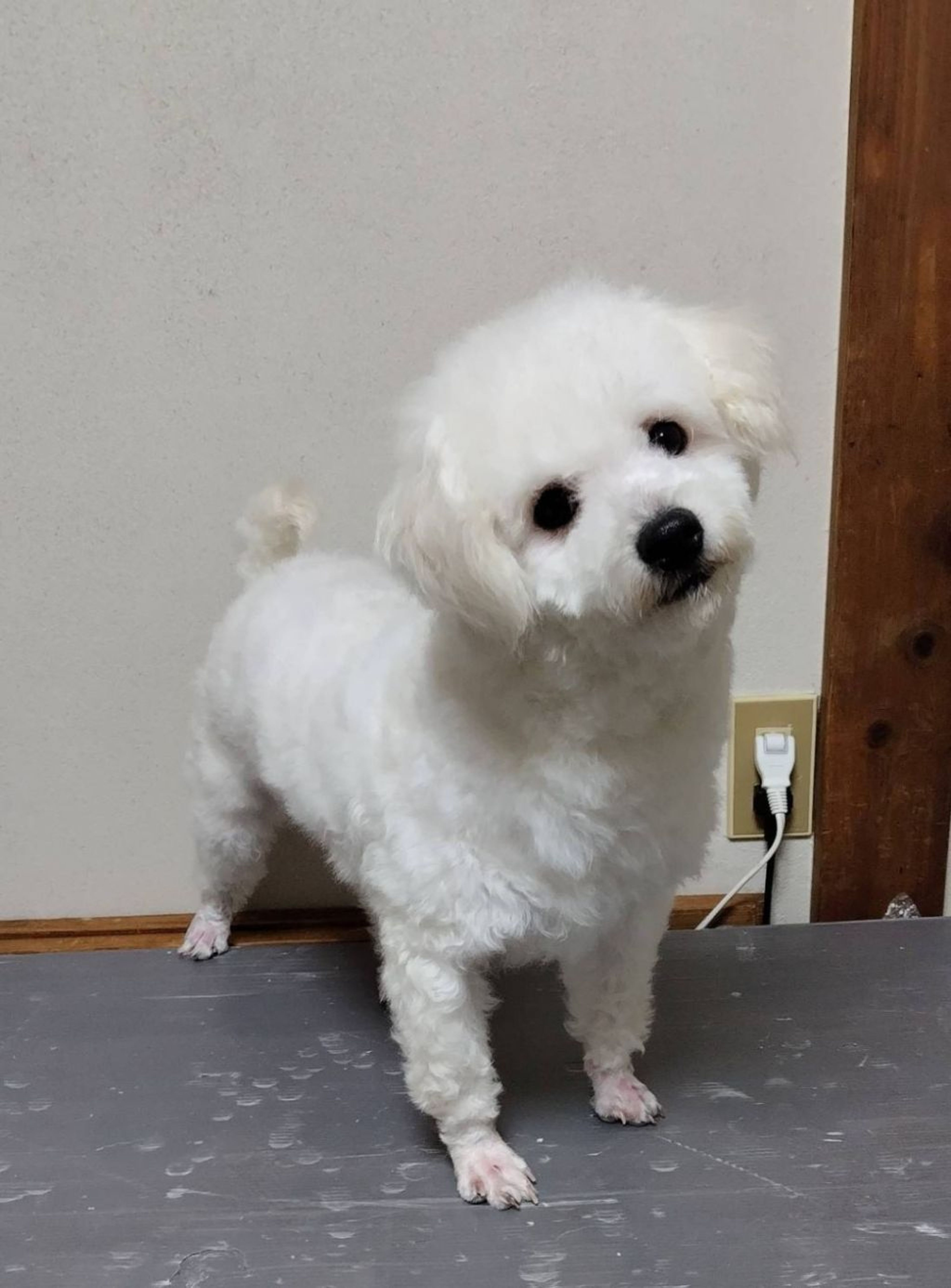 pet-image-4