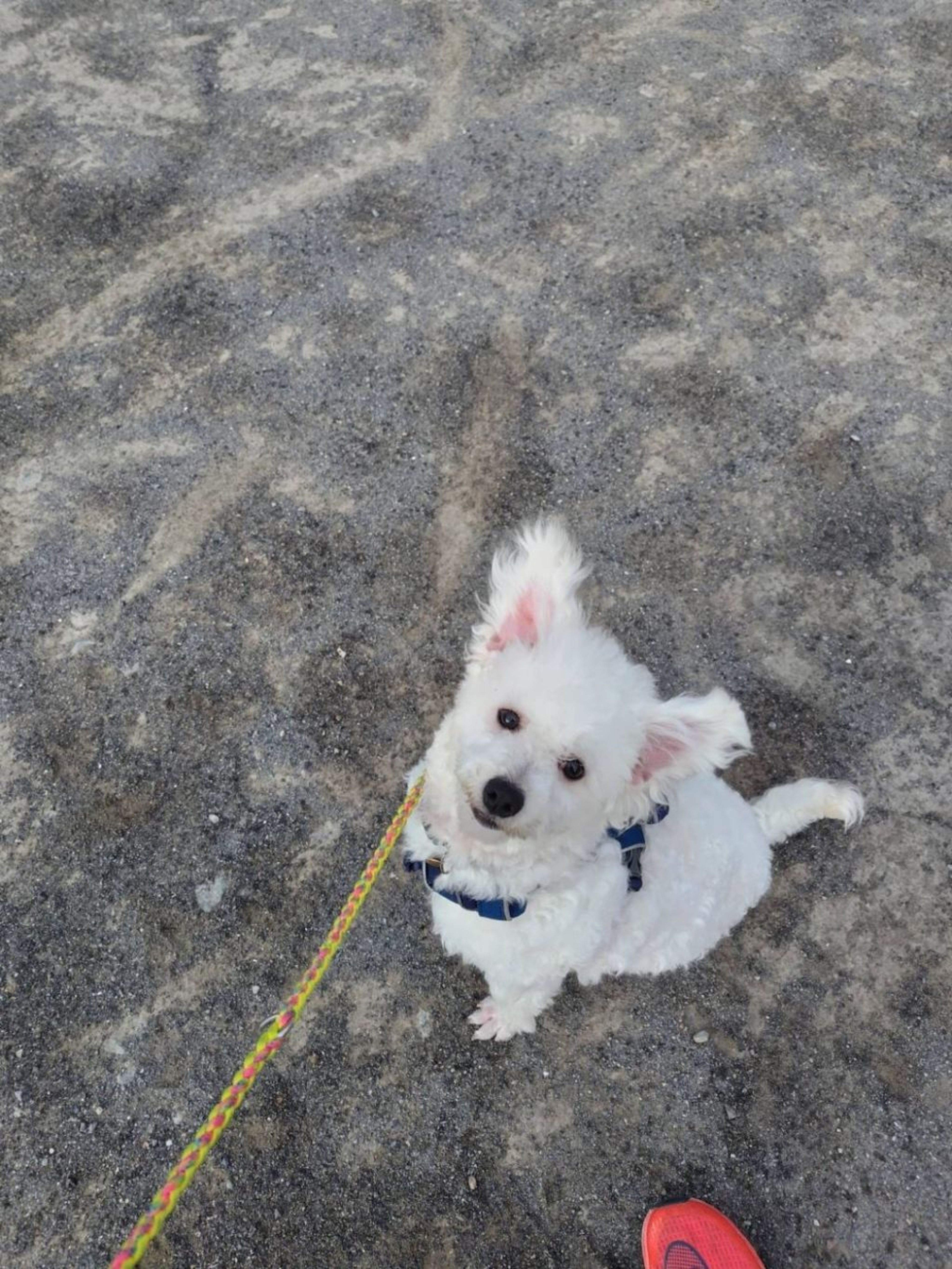 pet-image-5