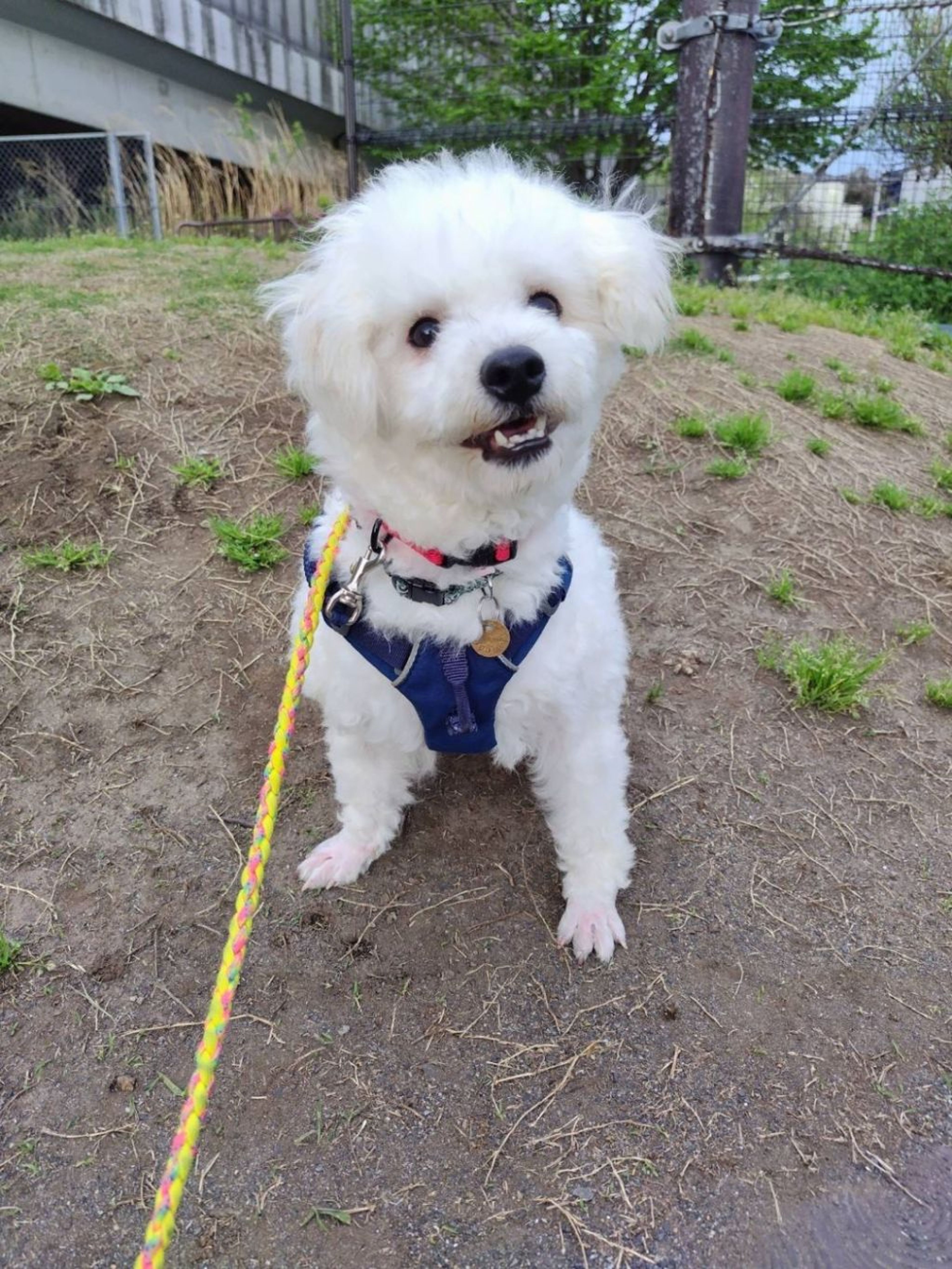 pet-image-6
