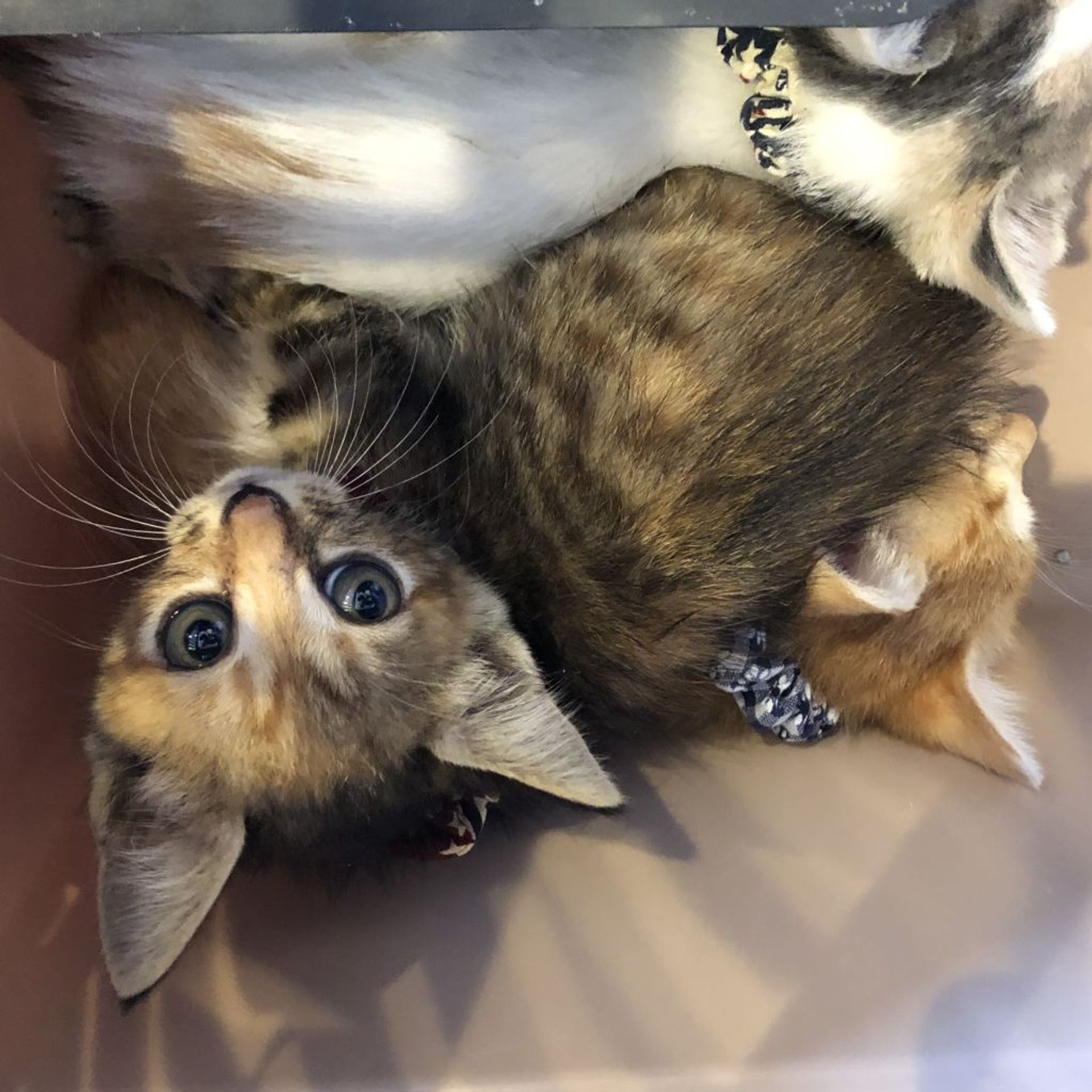 雑種（ミックス猫）・メスの里親募集の写真