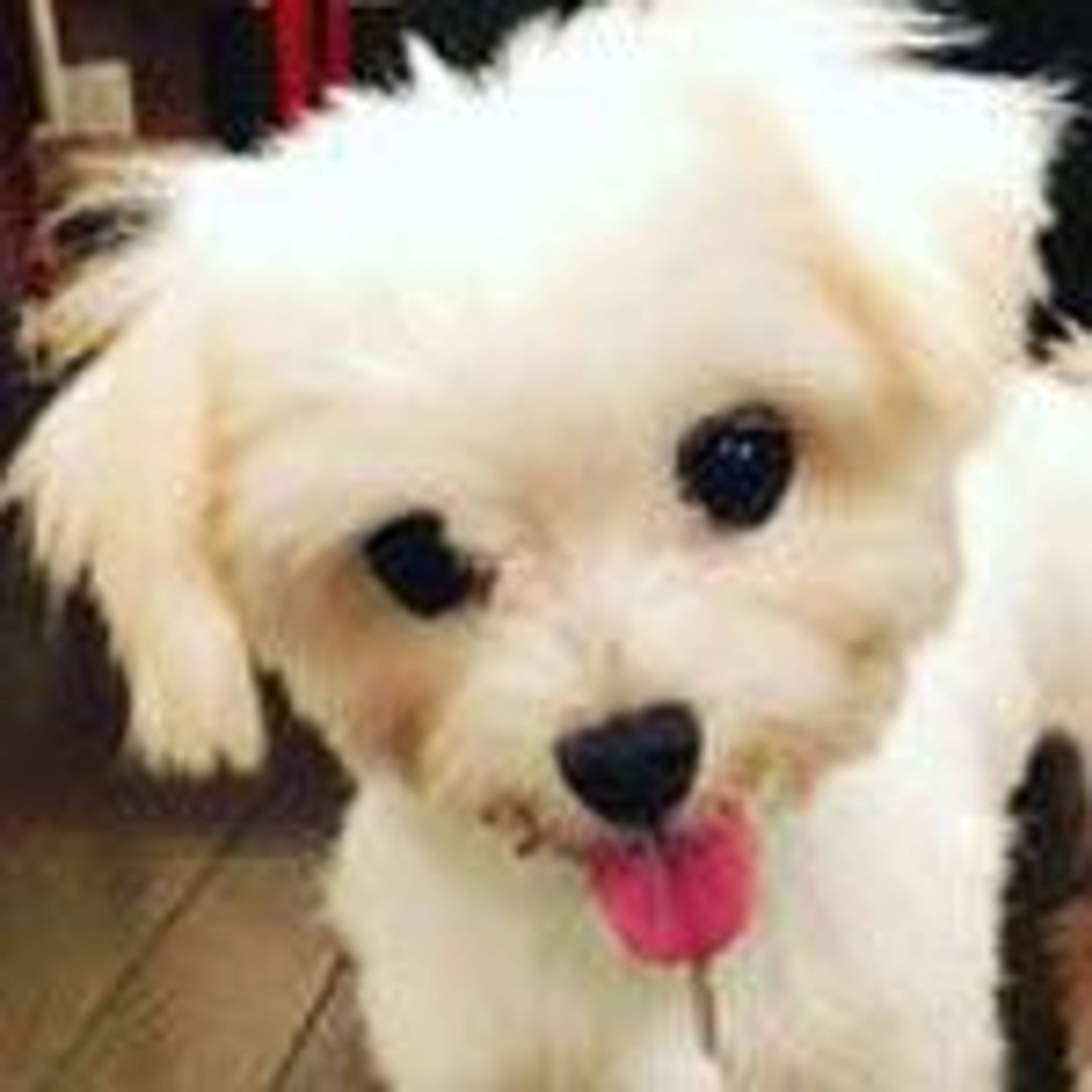 マルチーズ・メスの里親募集の写真