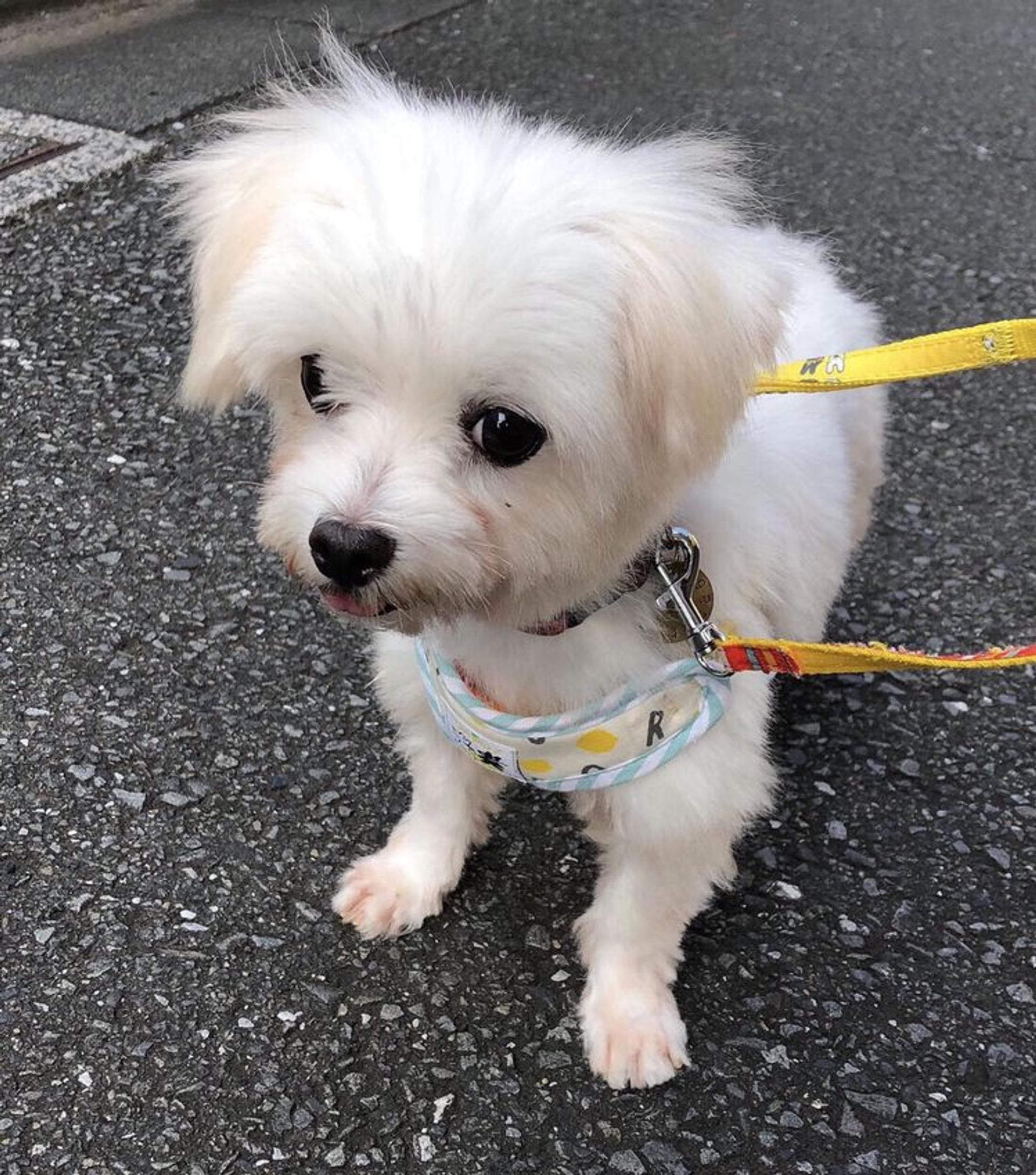 pet-image-3