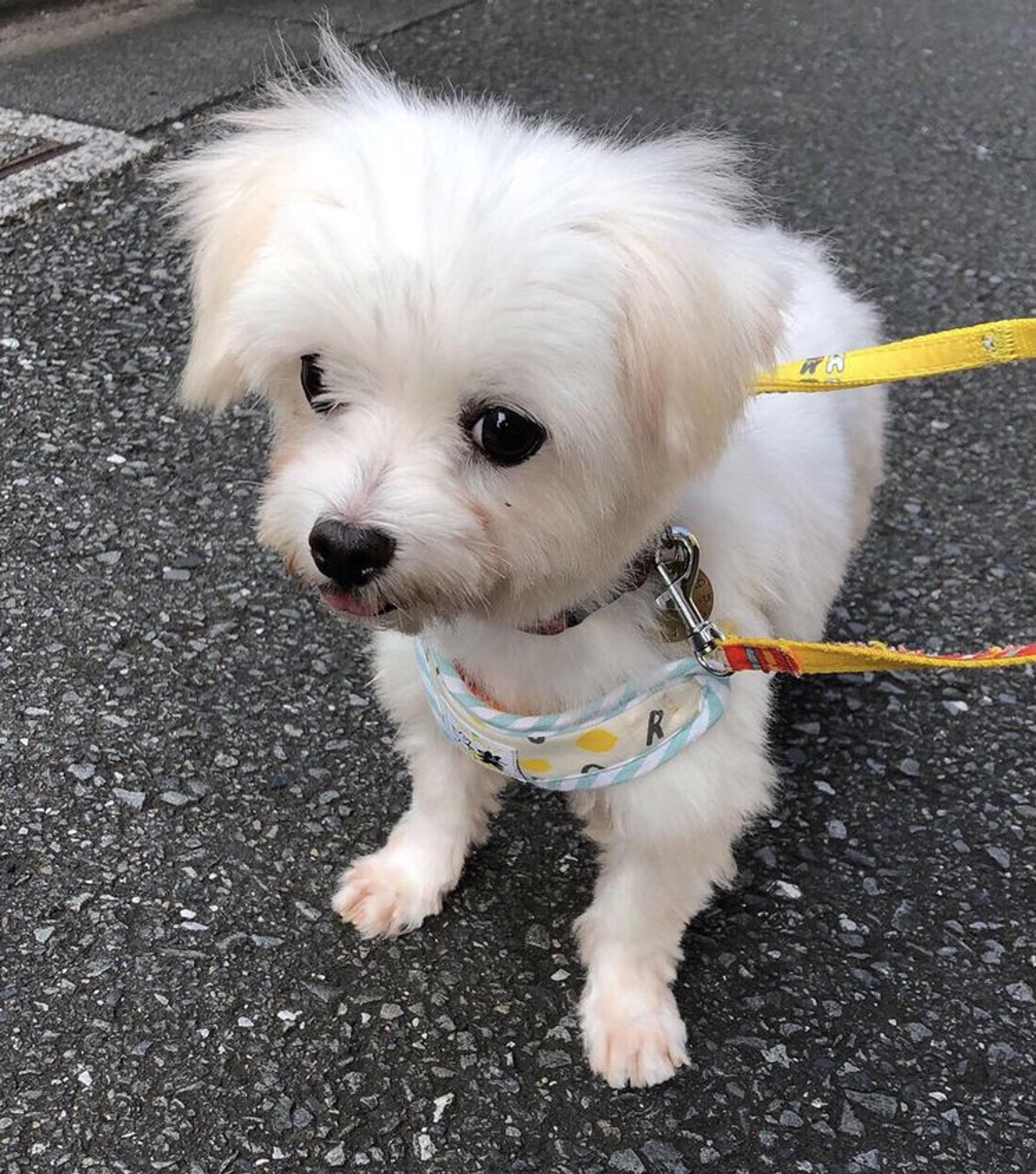 pet-image-3