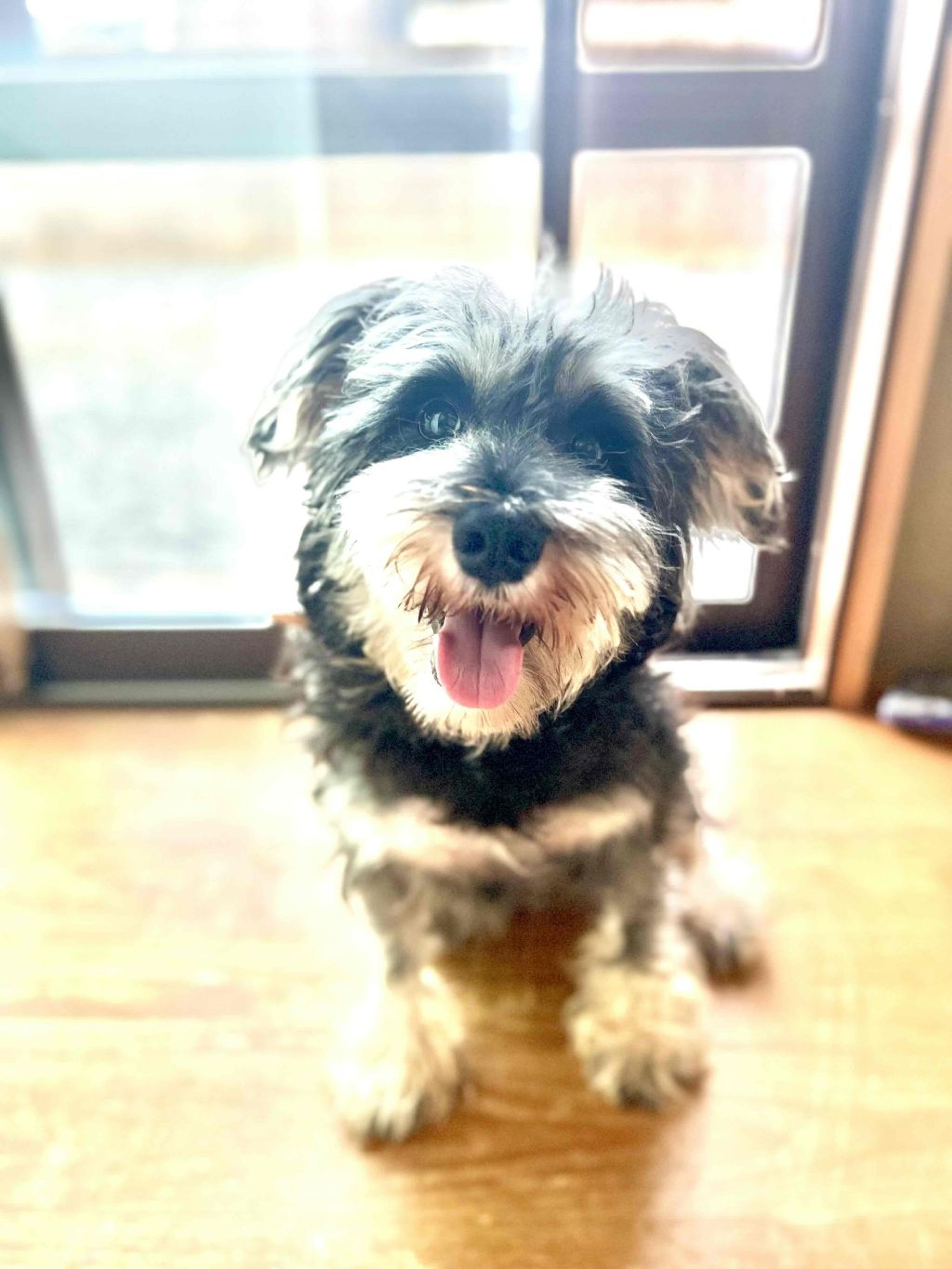 pet-image-2