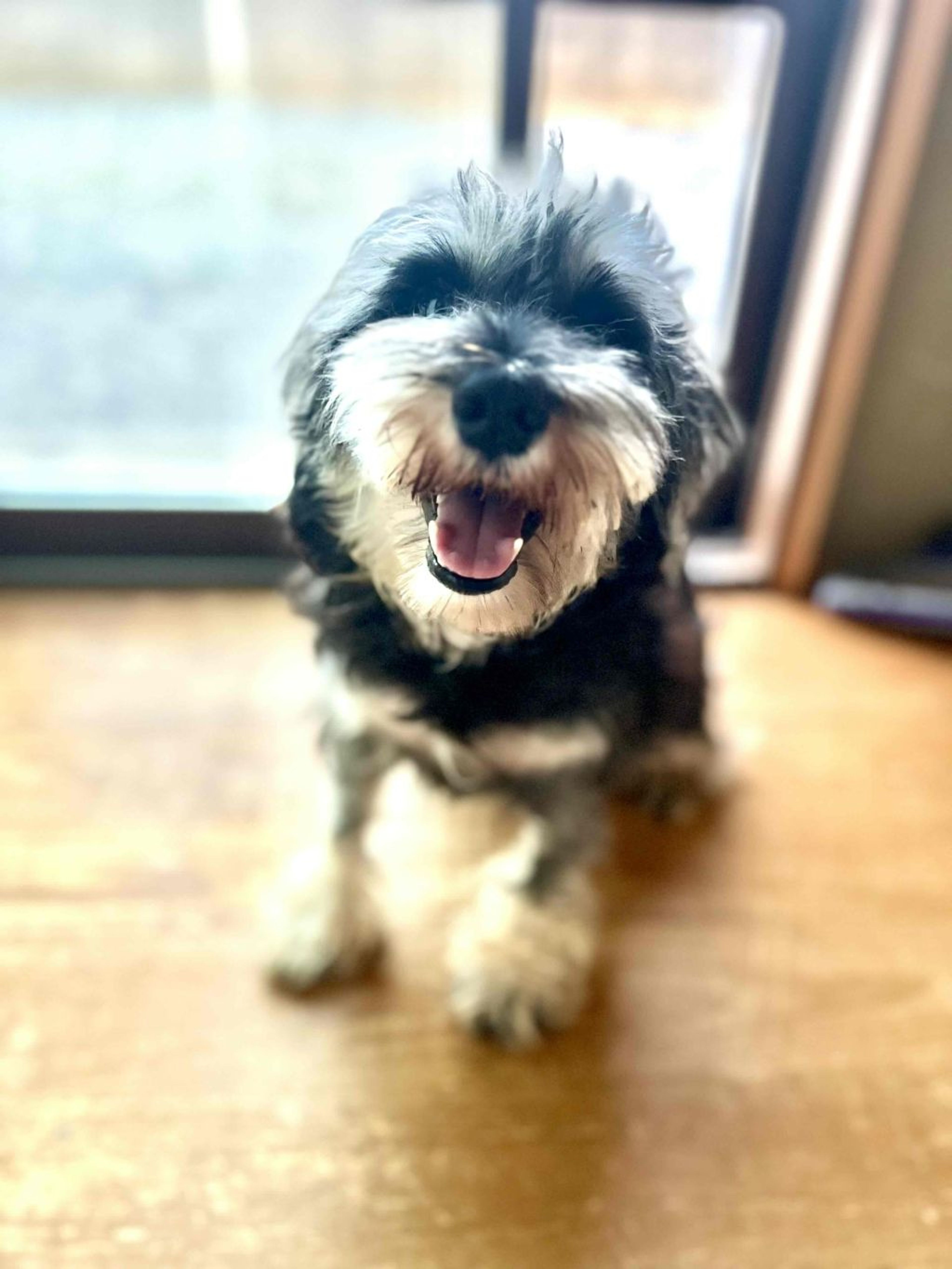 pet-image-4