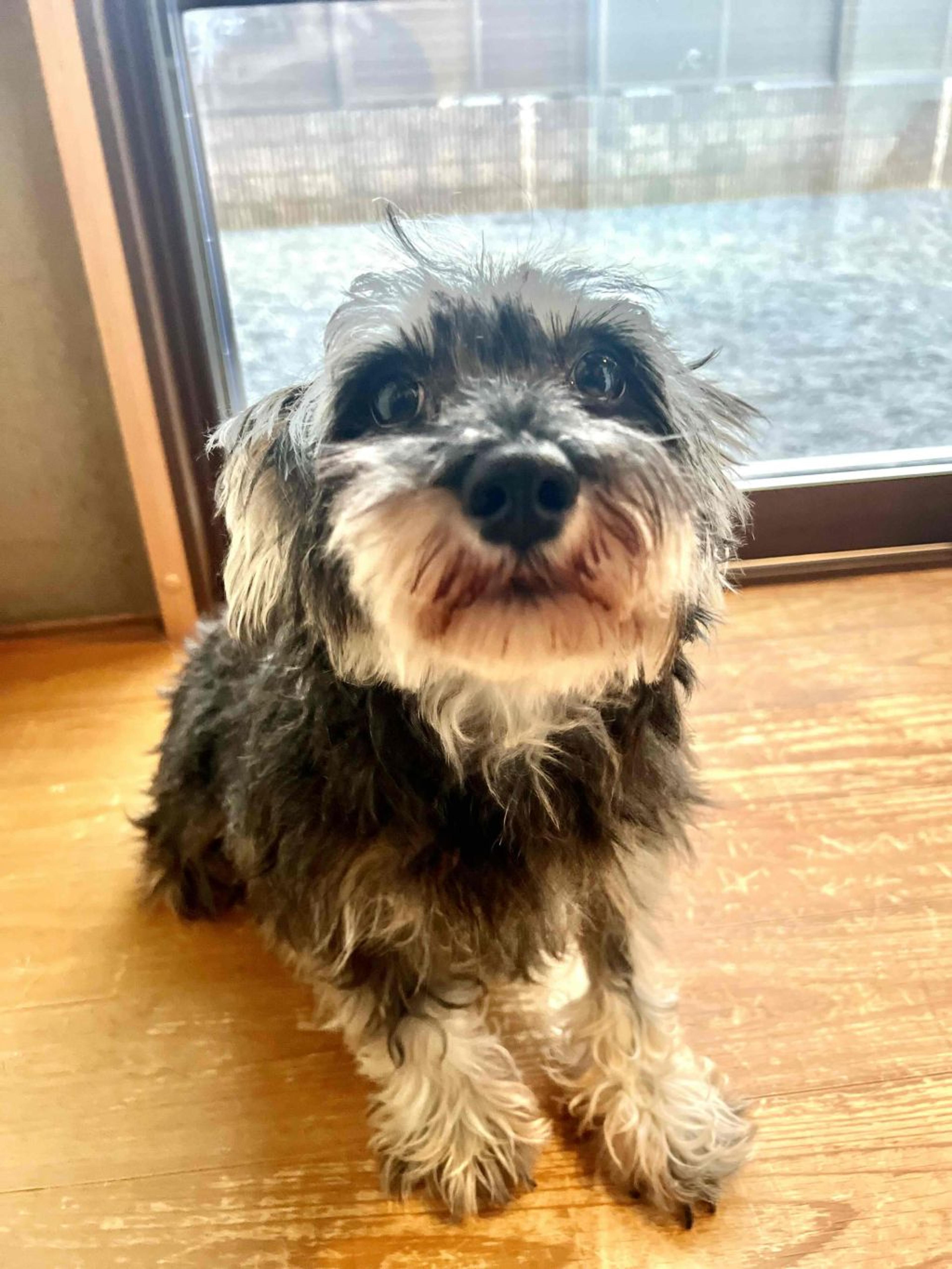pet-image-2