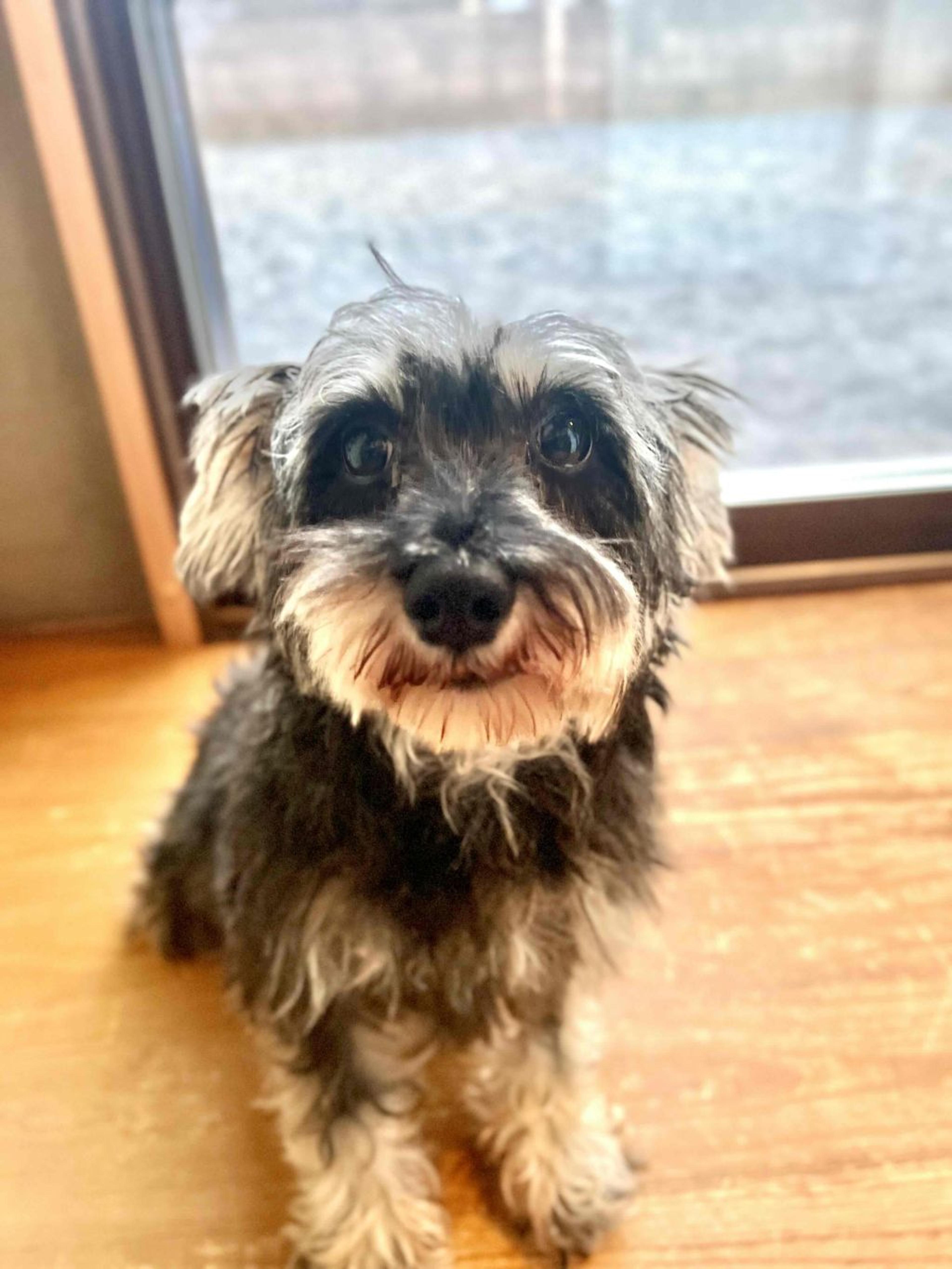 pet-image-3
