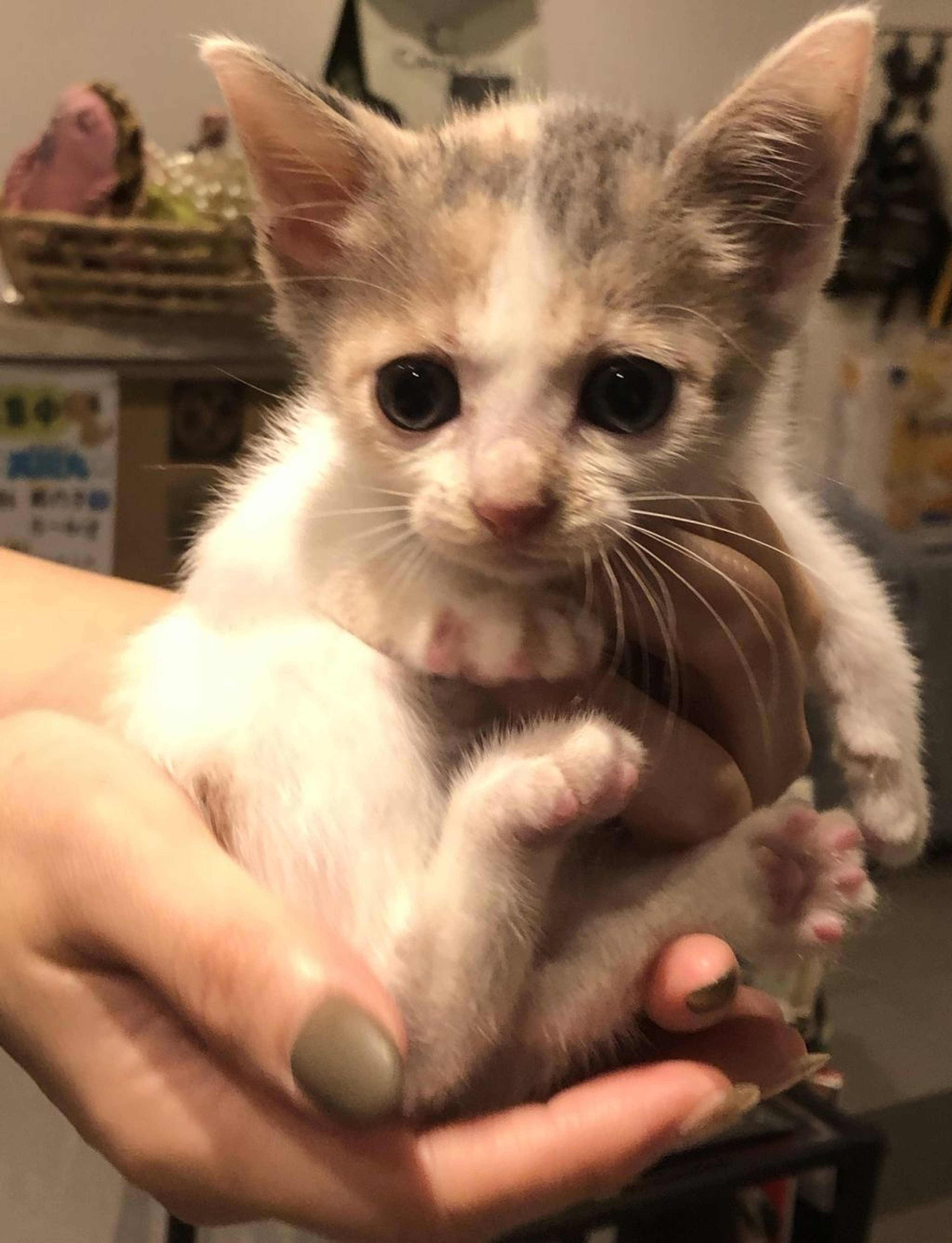 雑種（ミックス猫）・メスの里親募集の写真