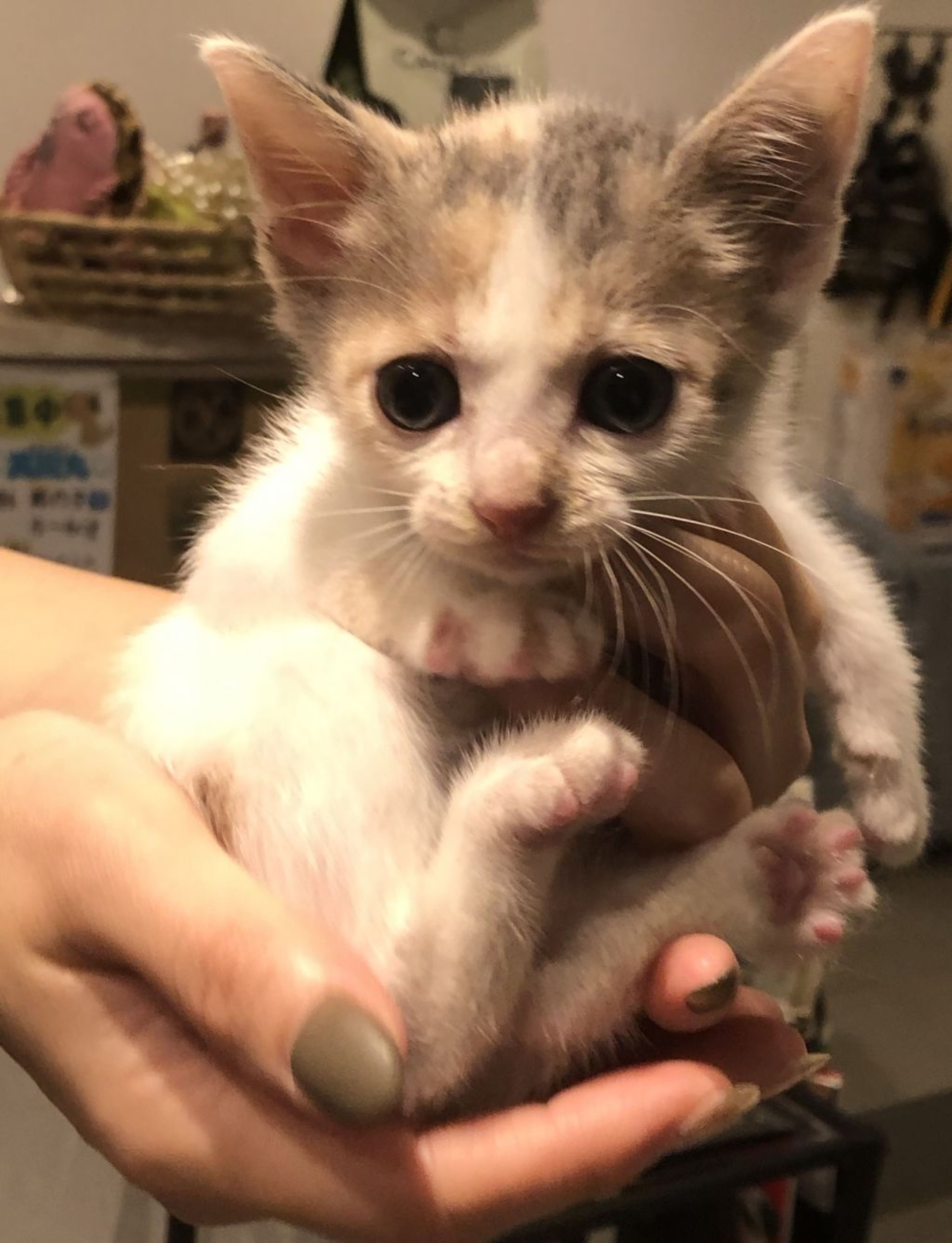 雑種（ミックス猫）・メスの里親募集の写真