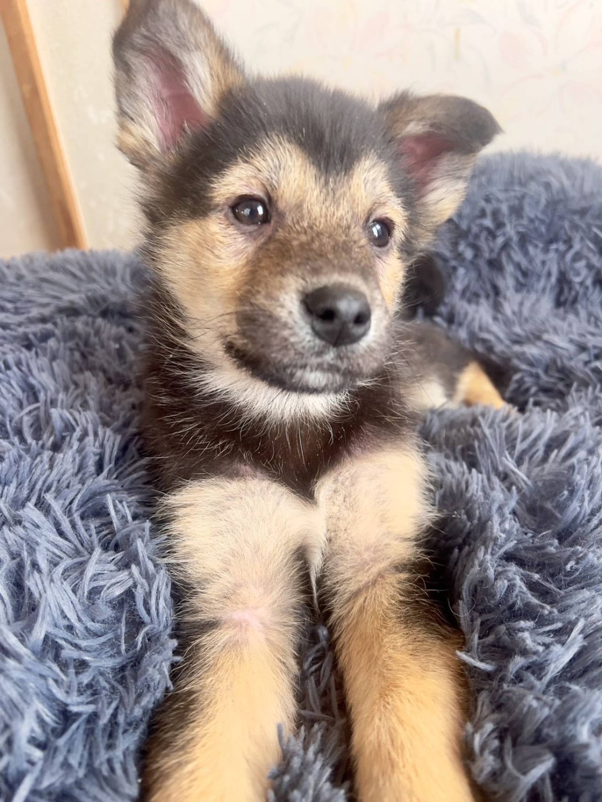 雑種（ミックス犬）・オスの里親募集の写真