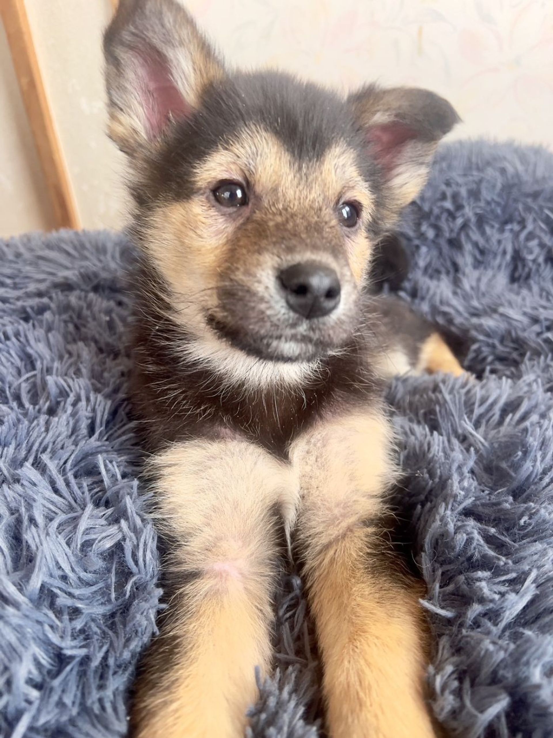 雑種（ミックス犬）・オスの里親募集の写真