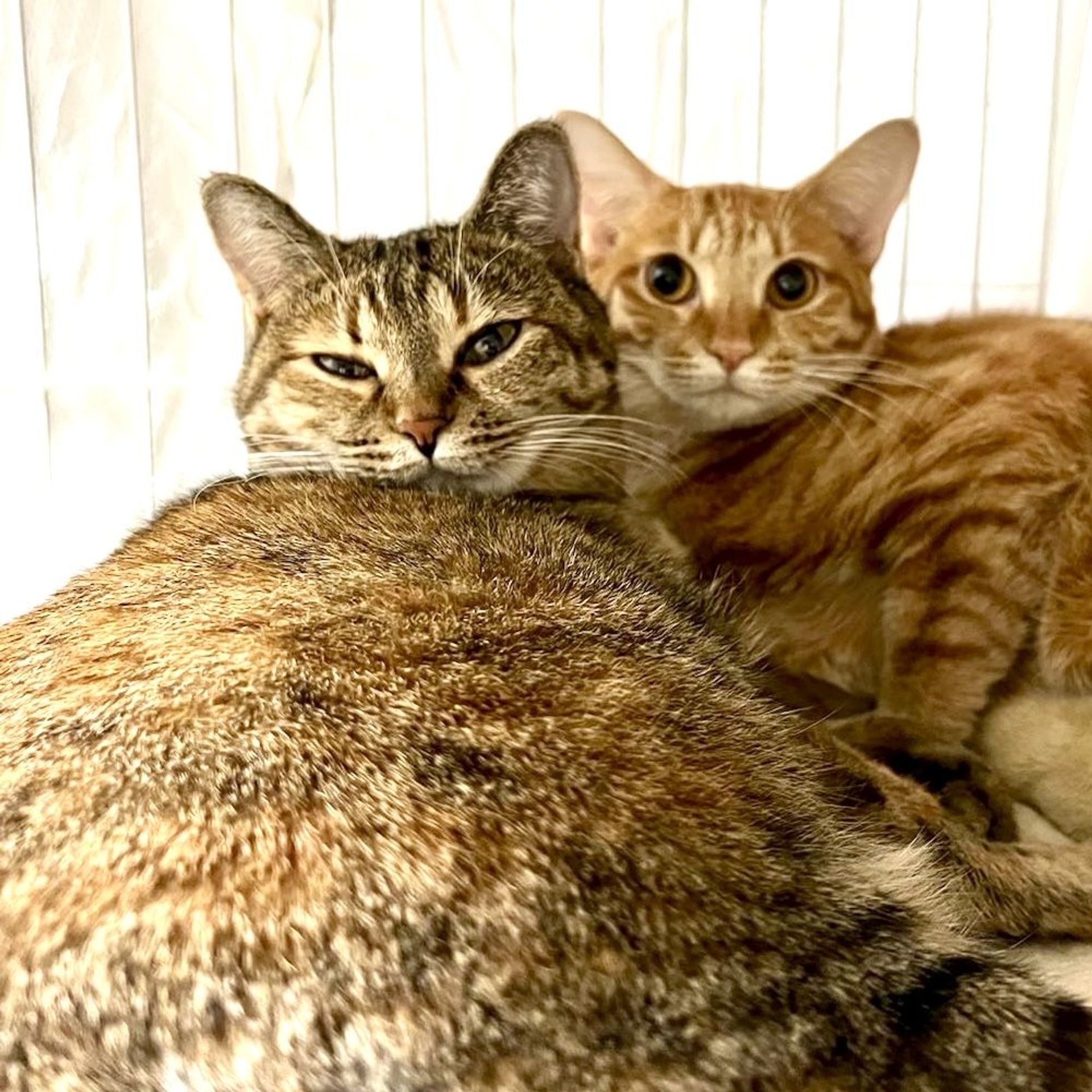 雑種（ミックス猫）・メスの里親募集の写真