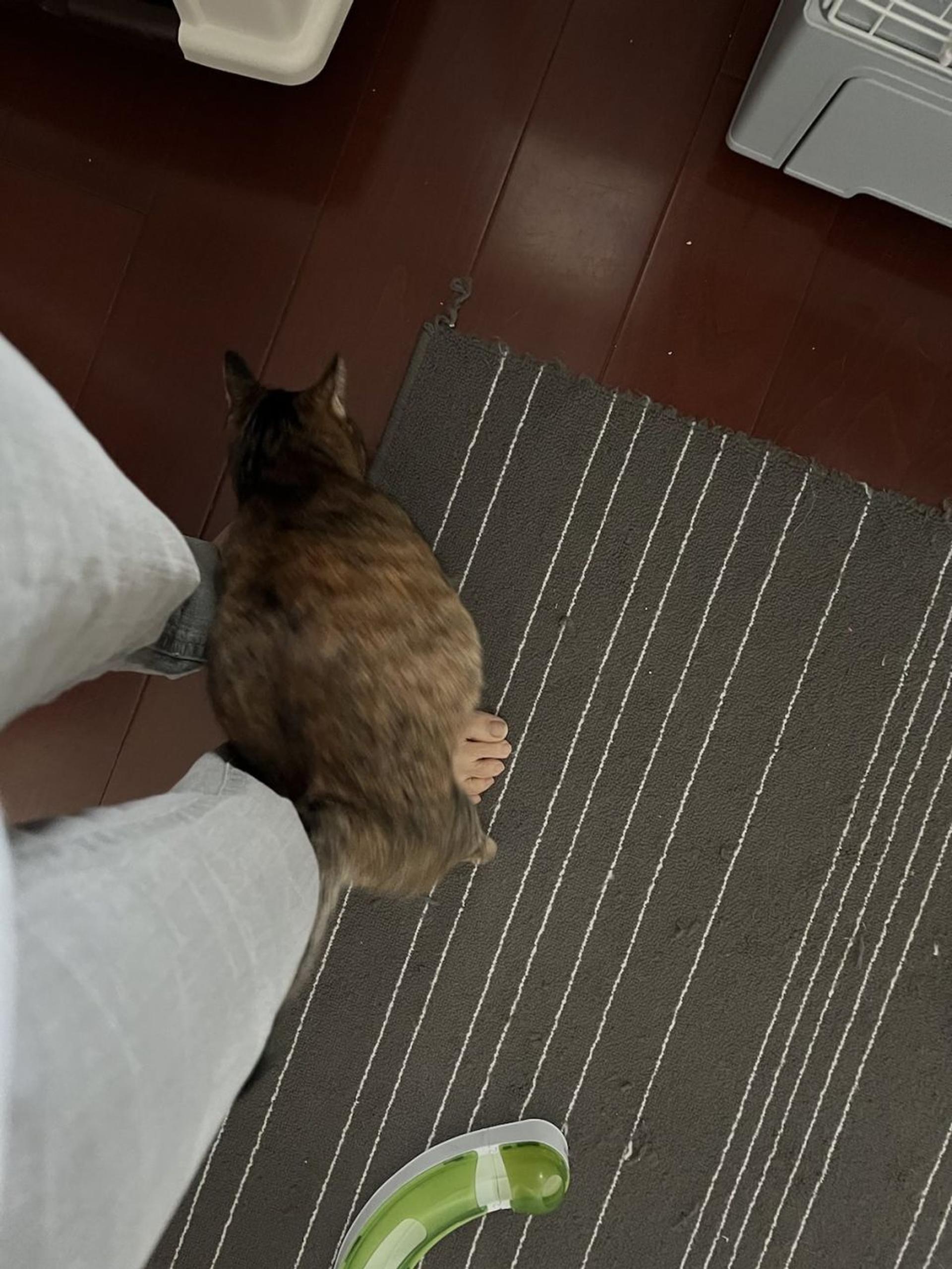 pet-image-4