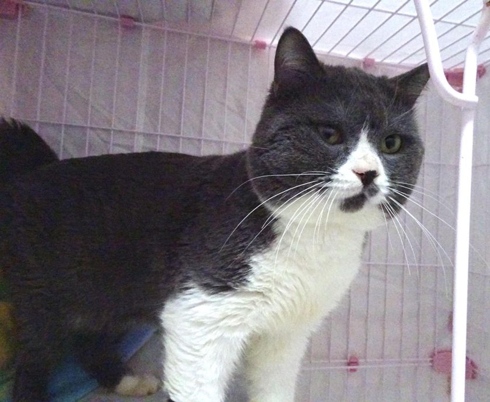 pet-image-2