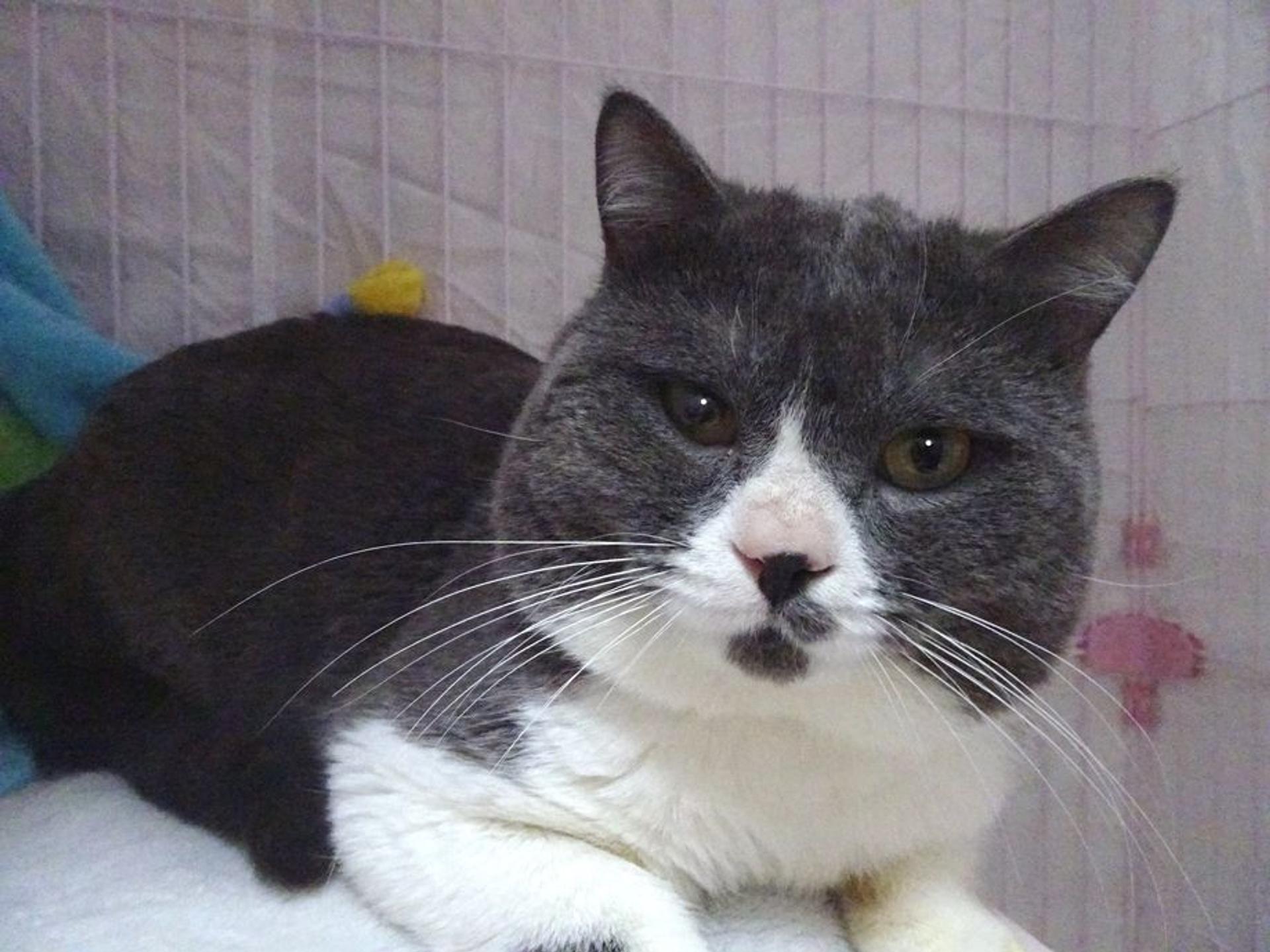 pet-image-3