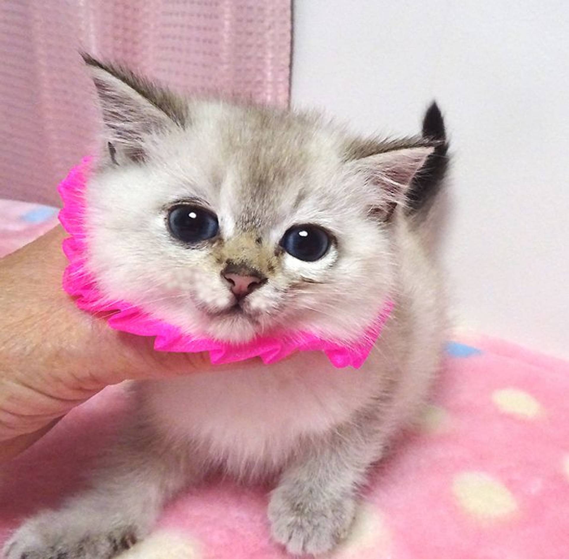 雑種（ミックス猫）・オスの里親募集の写真