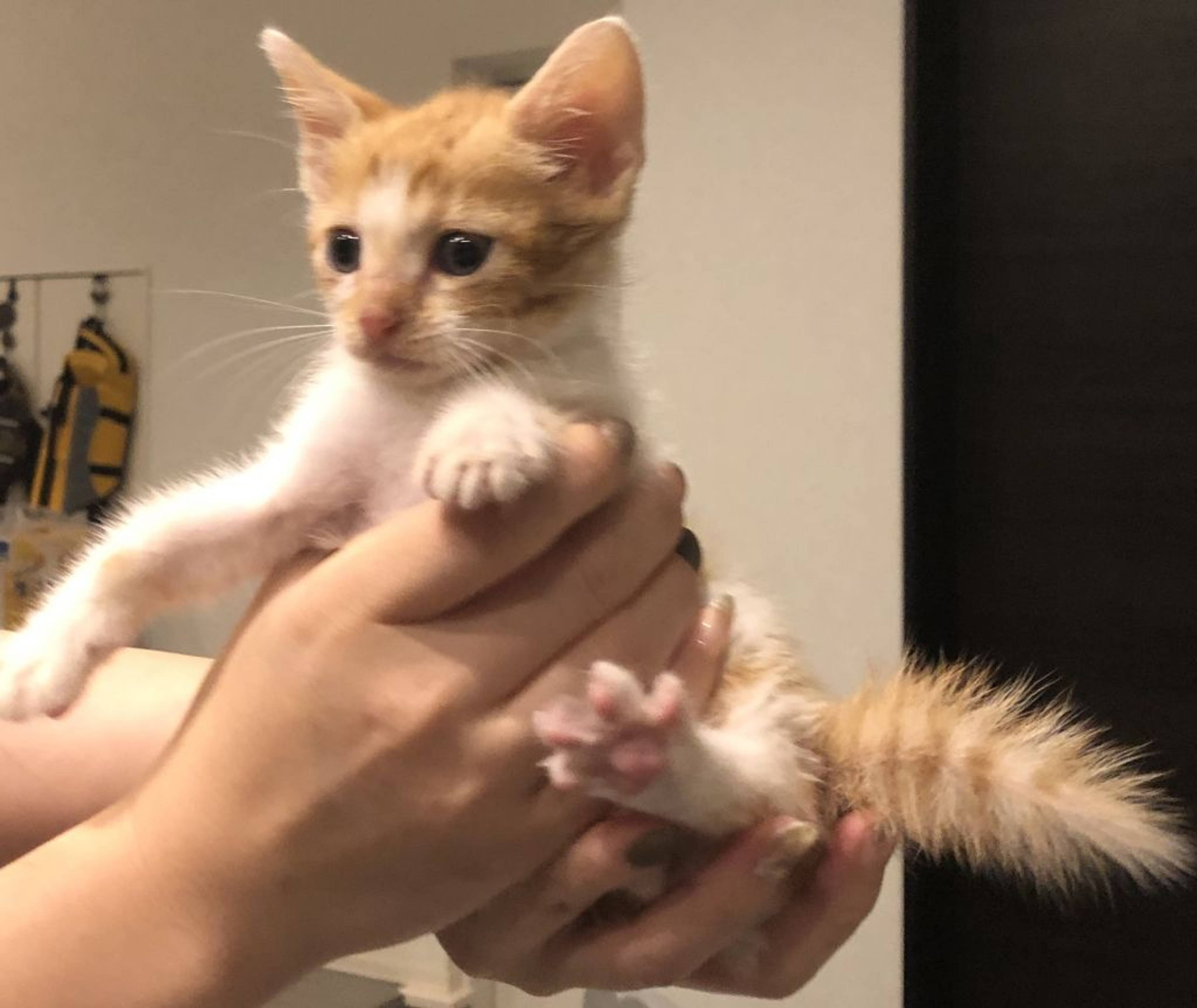 雑種（ミックス猫）・オスの里親募集の写真