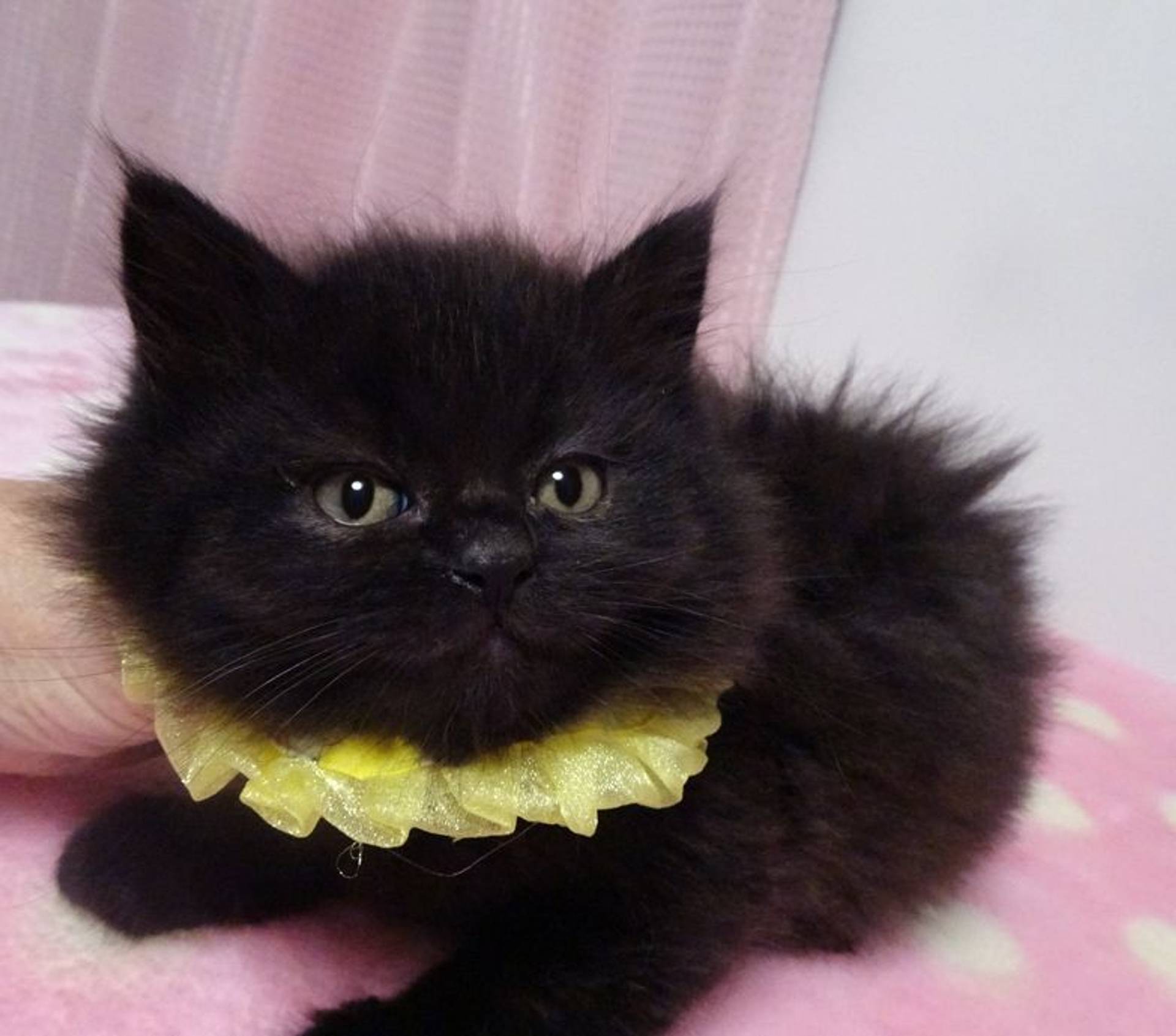 雑種（ミックス猫）・オスの里親募集の写真
