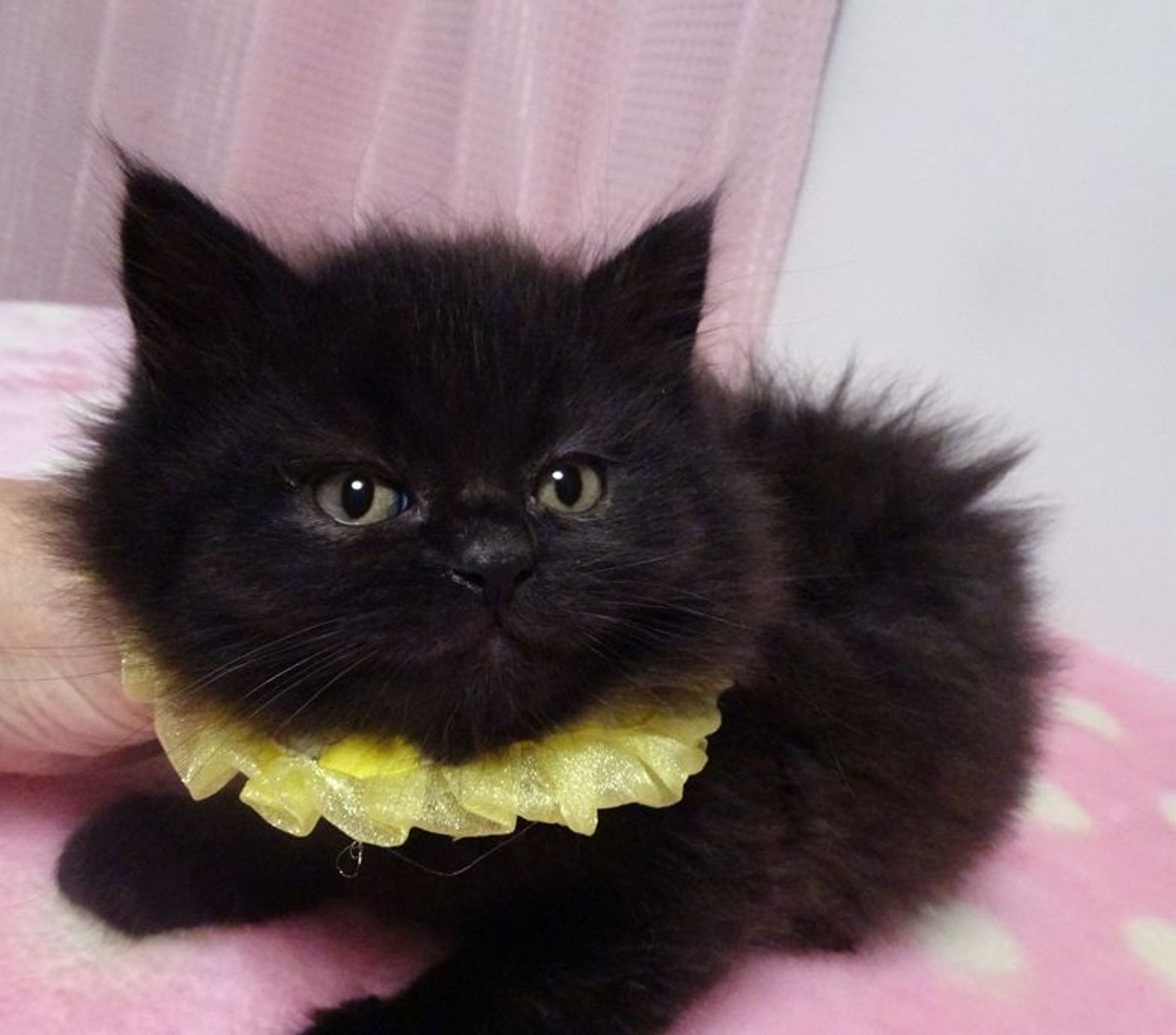 雑種（ミックス猫）・オスの里親募集の写真