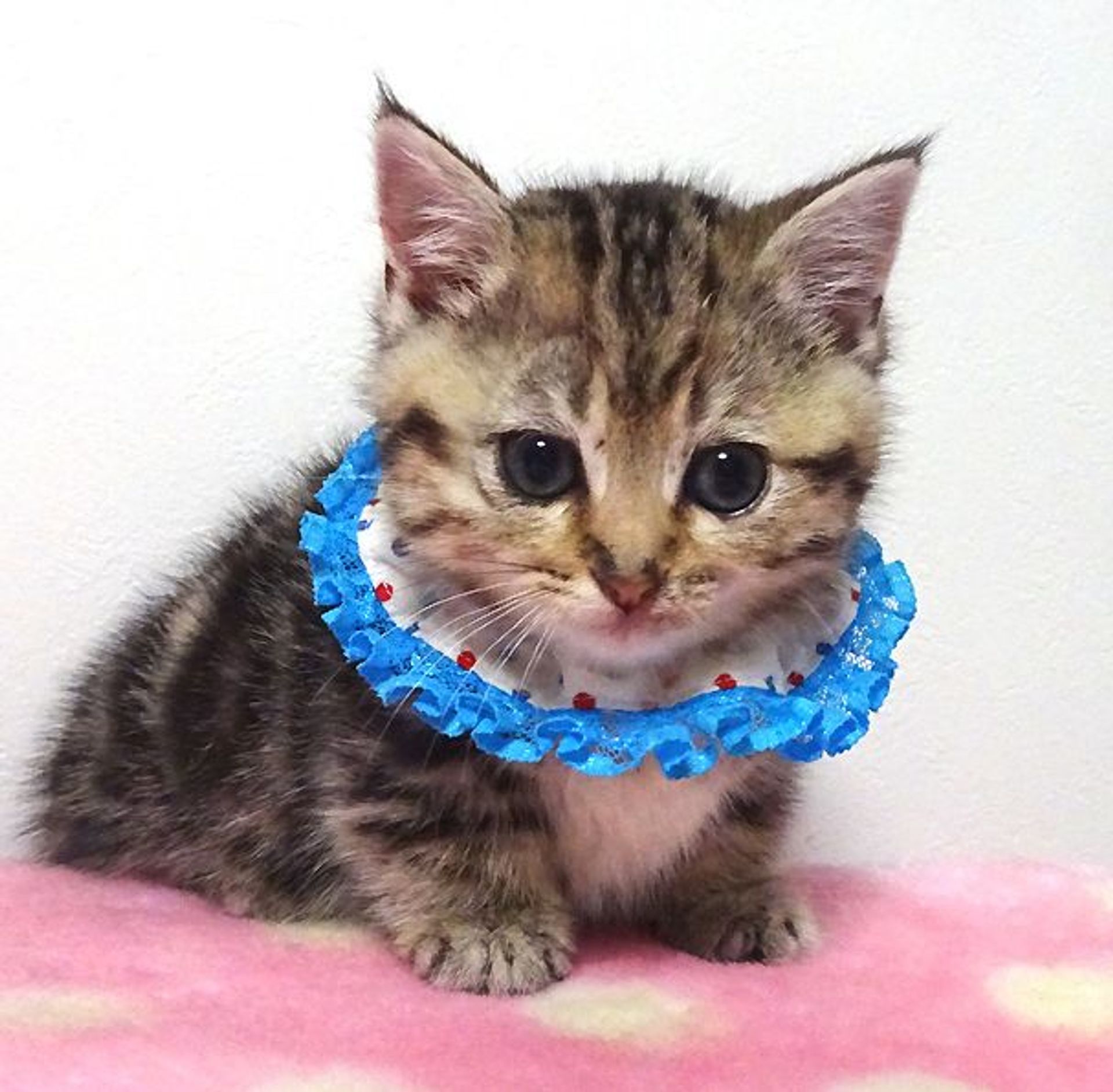 雑種（ミックス猫）・オスの里親募集の写真
