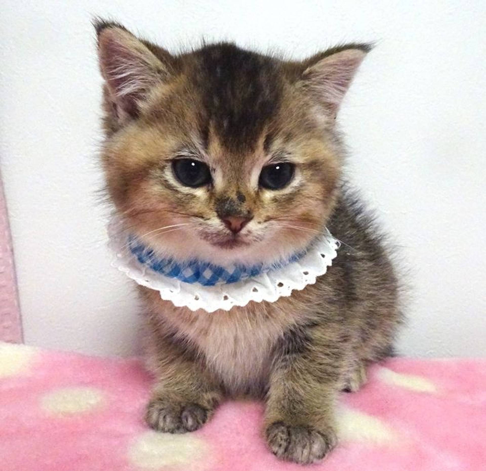 雑種（ミックス猫）・オスの里親募集の写真