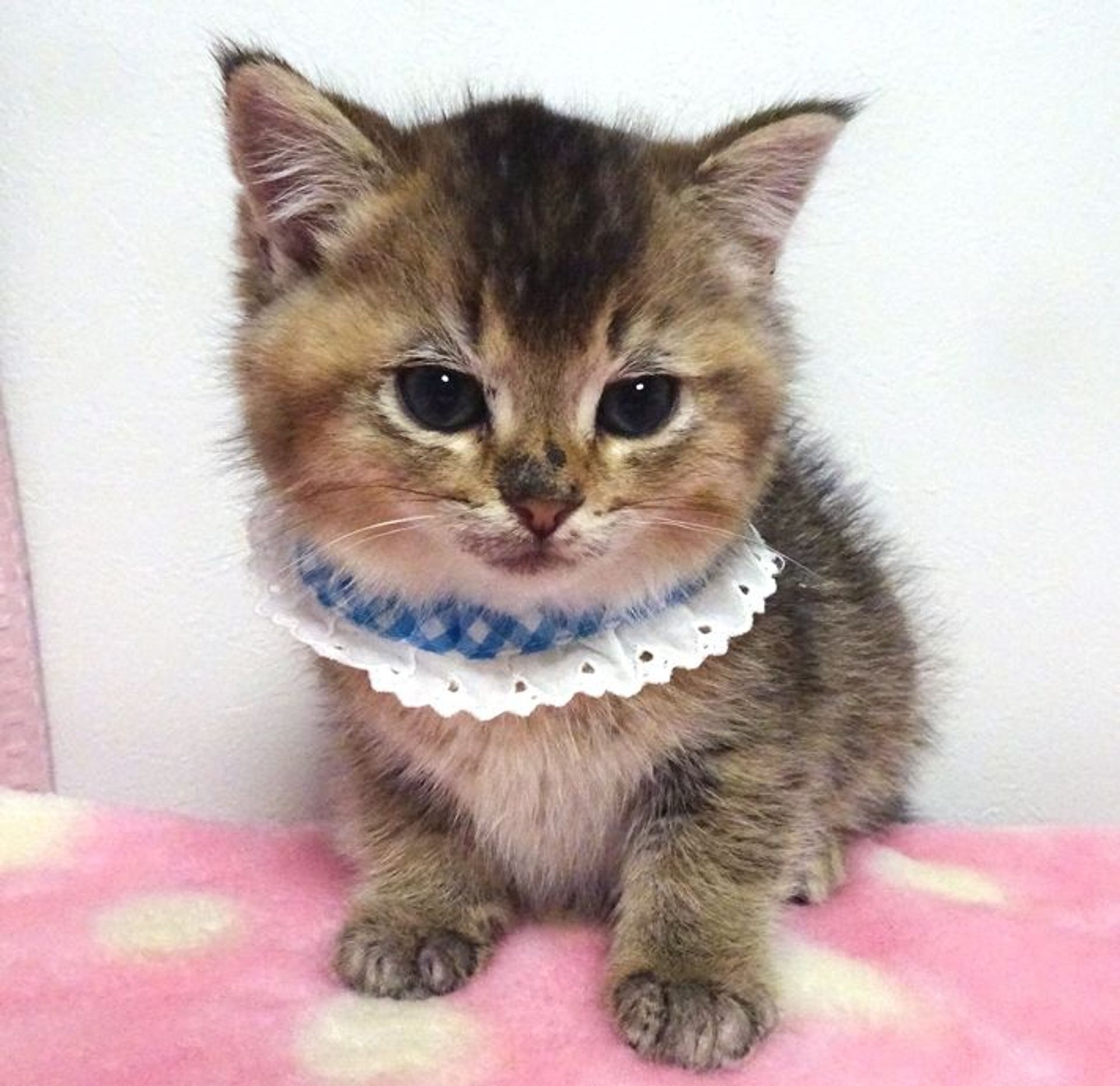 雑種（ミックス猫）・オスの里親募集の写真