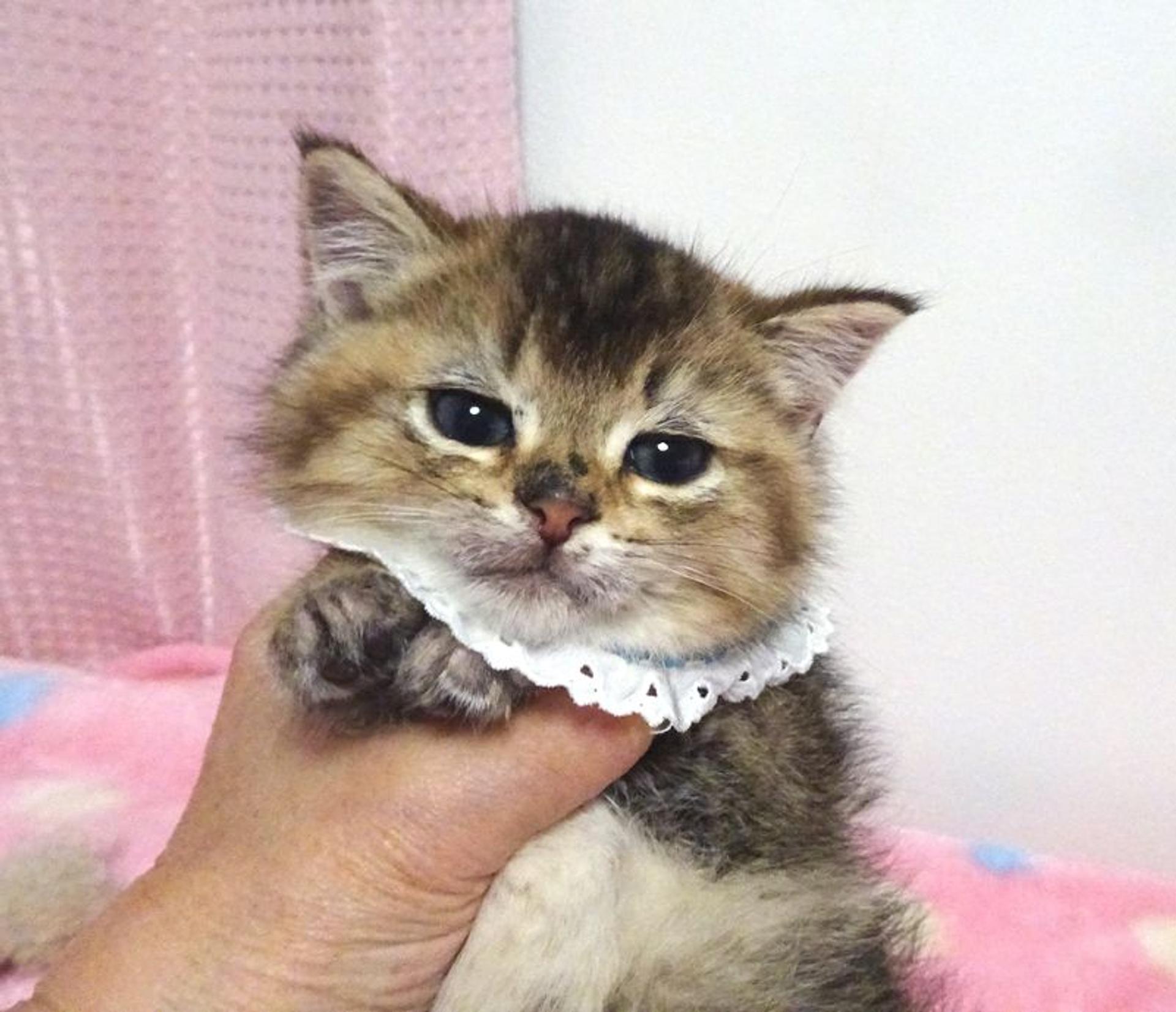 pet-image-2