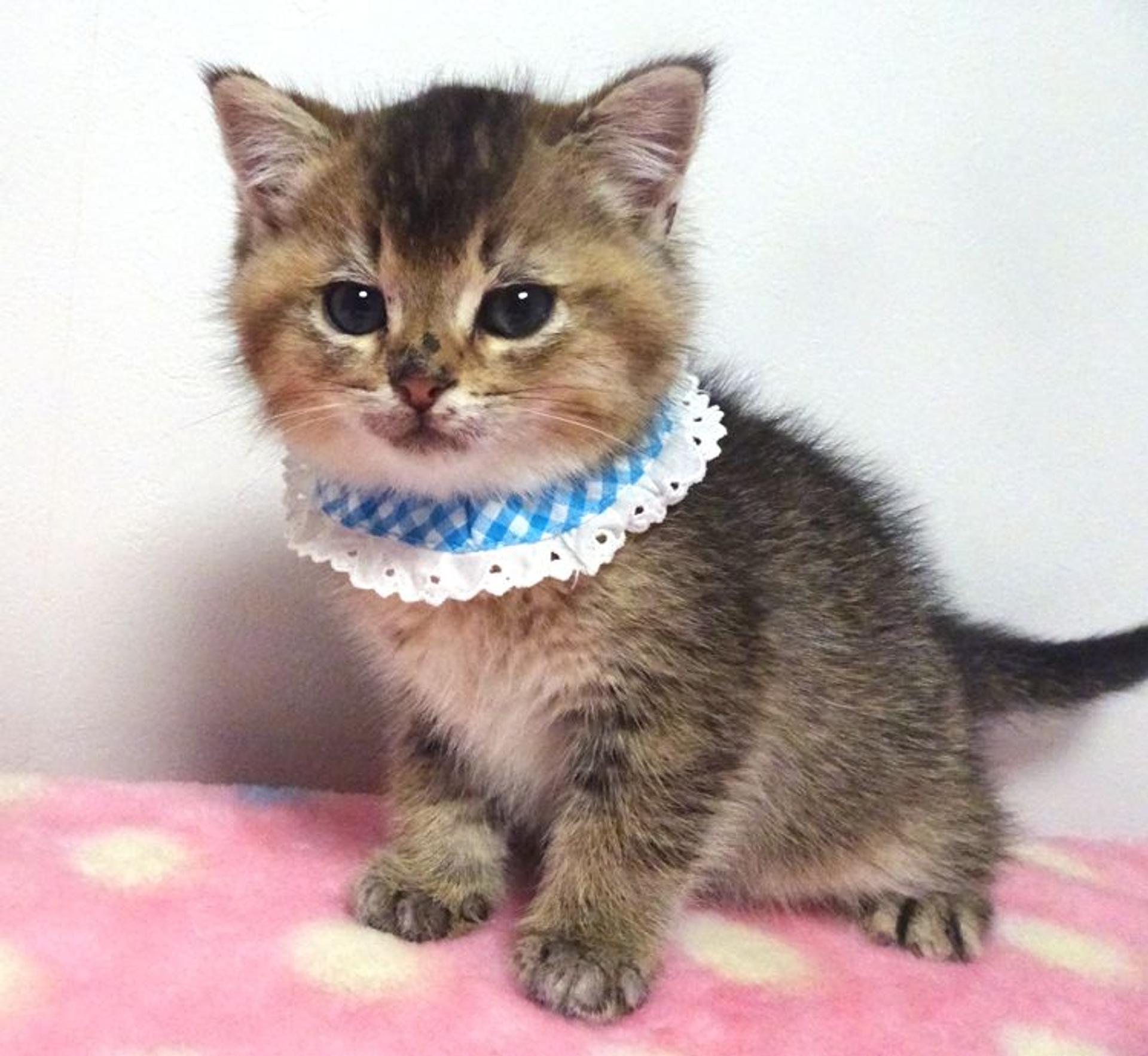 pet-image-3