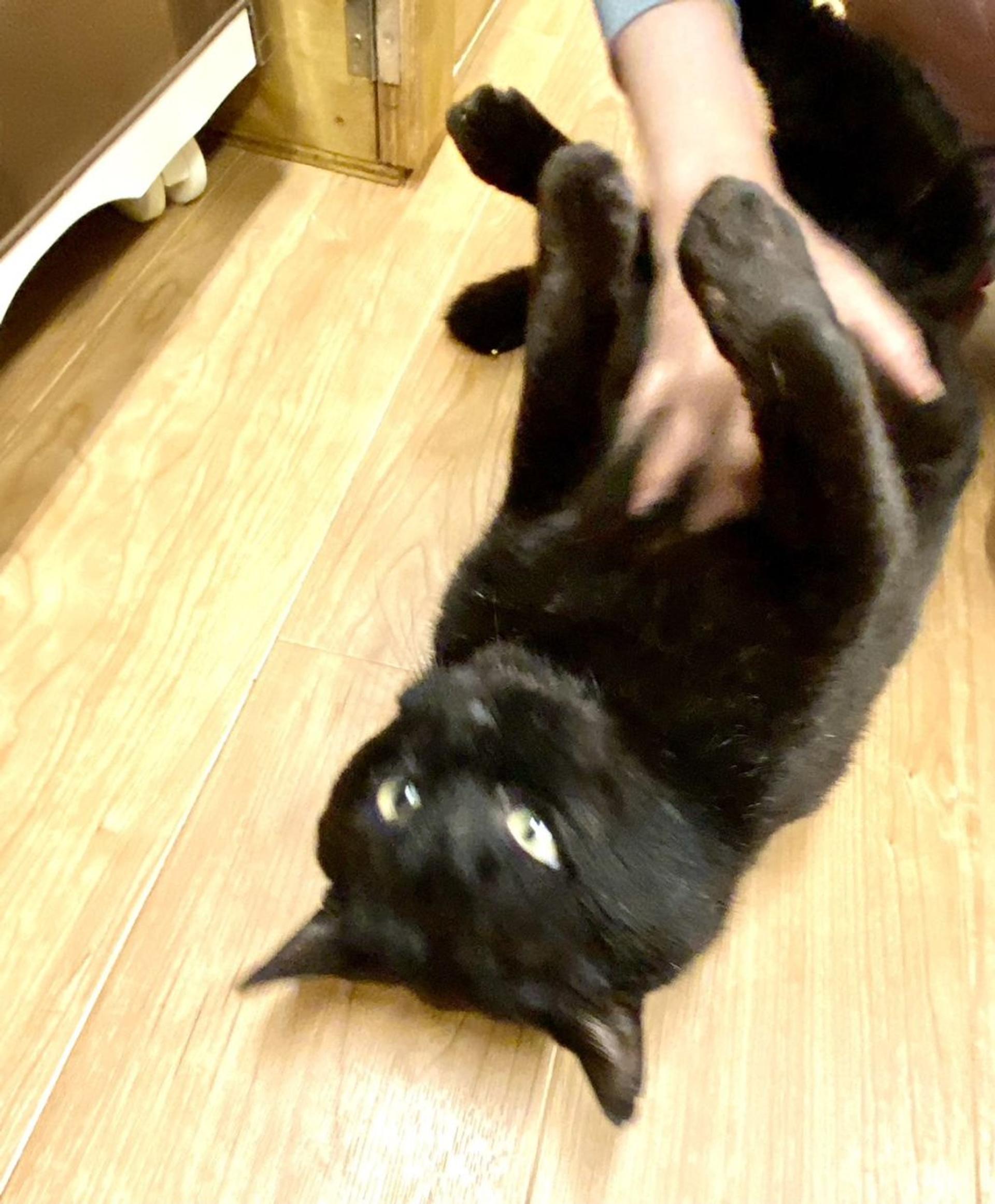 pet-image-5