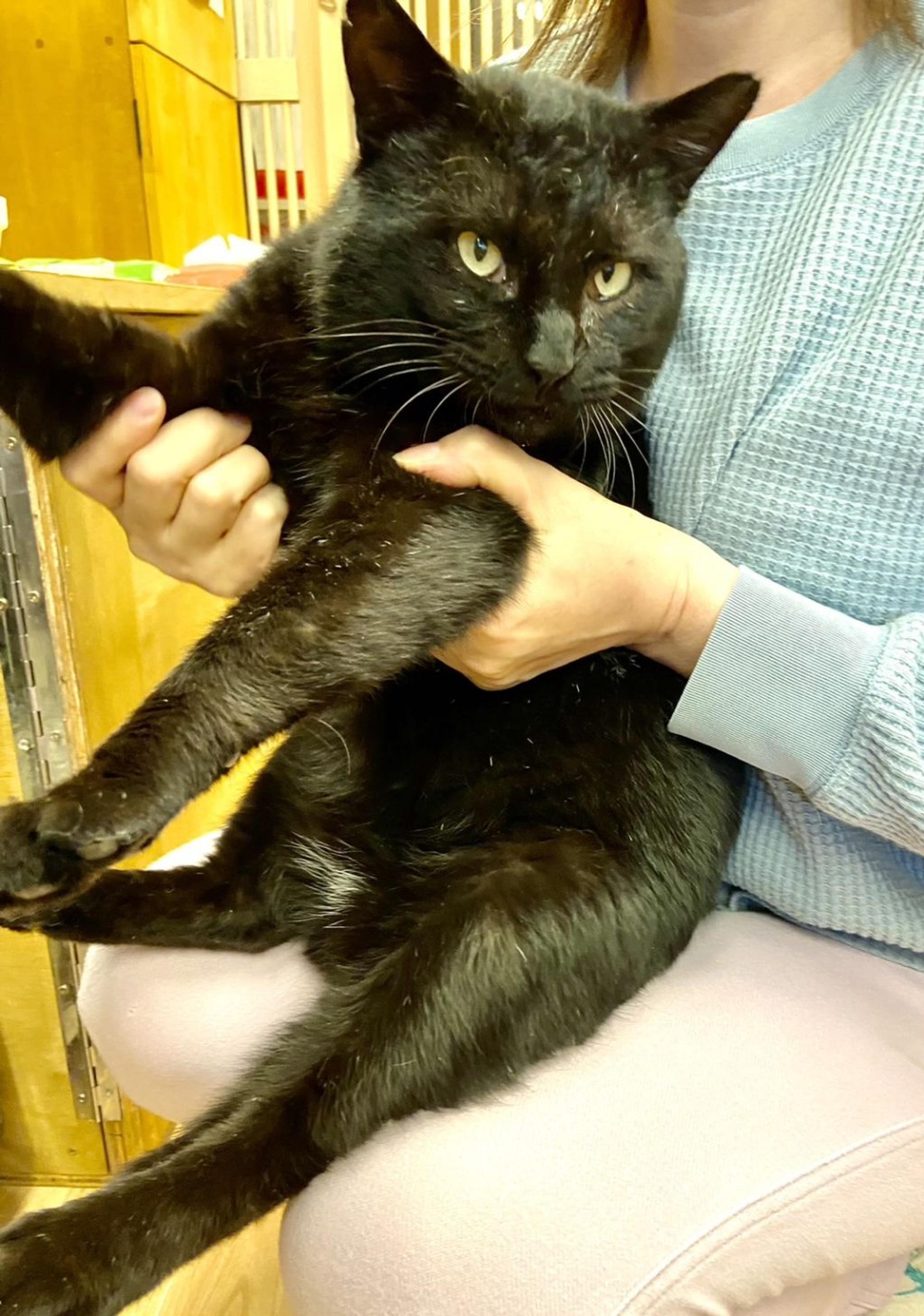 pet-image-7