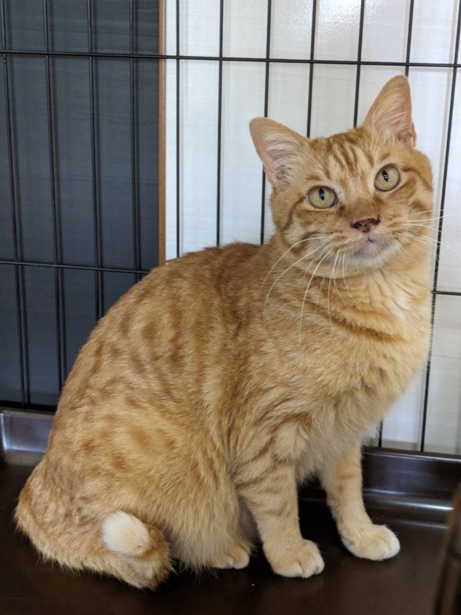 雑種（ミックス猫）・オスの里親募集の写真