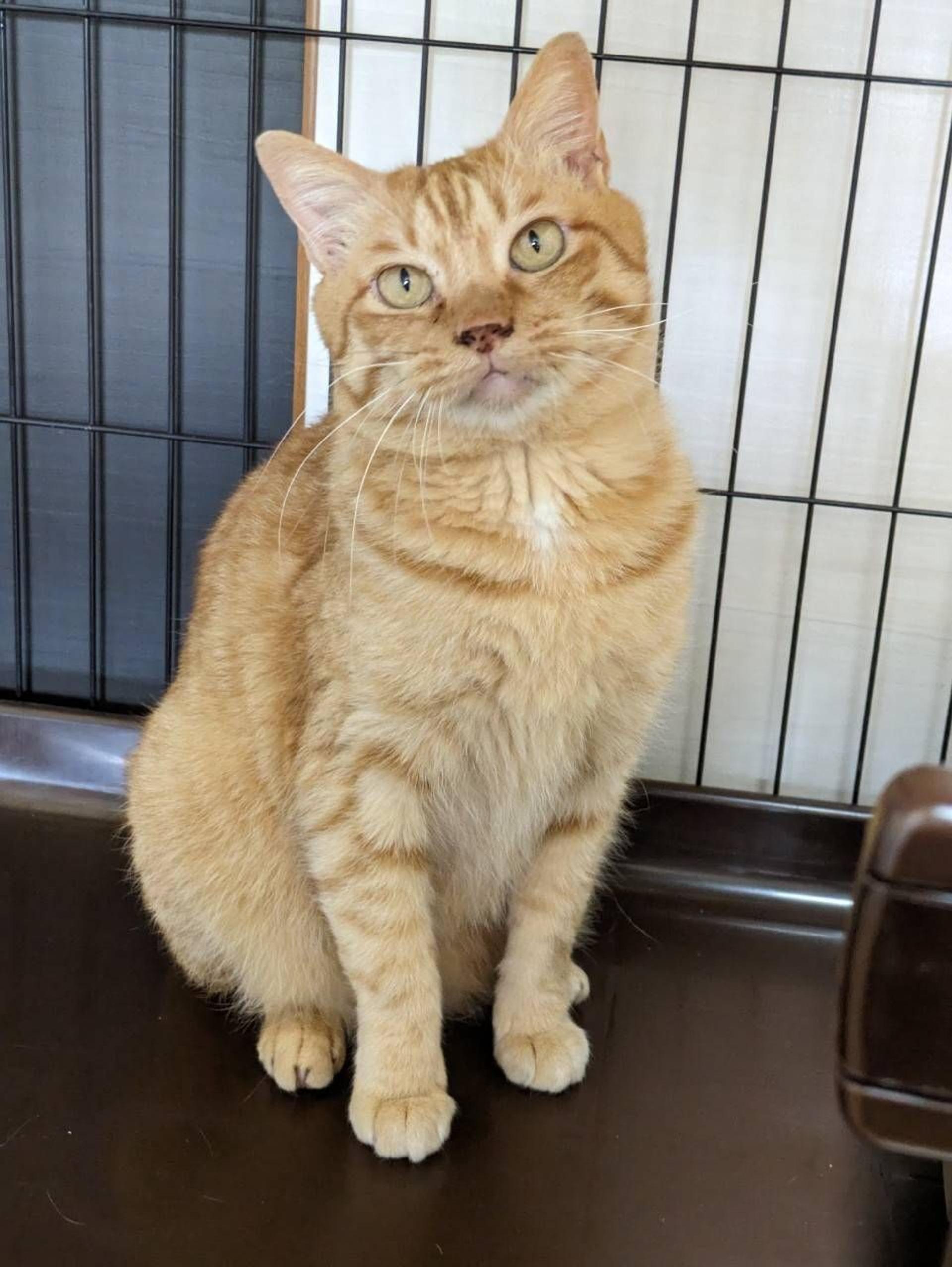 pet-image-4