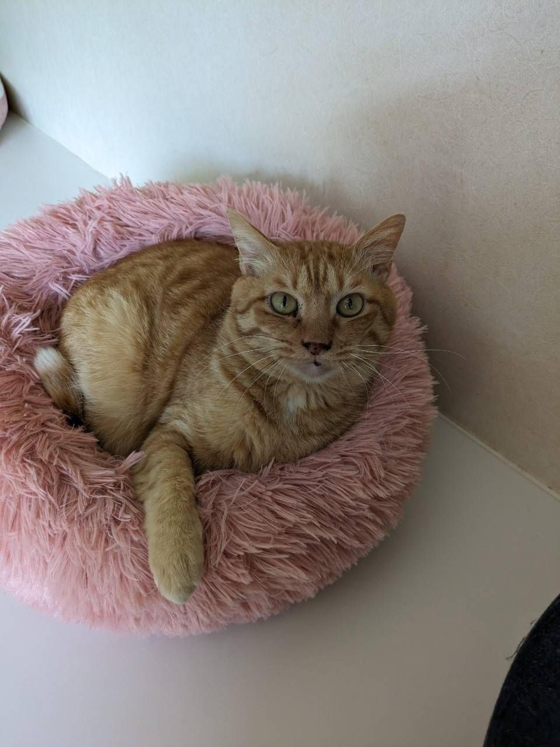 pet-image-9