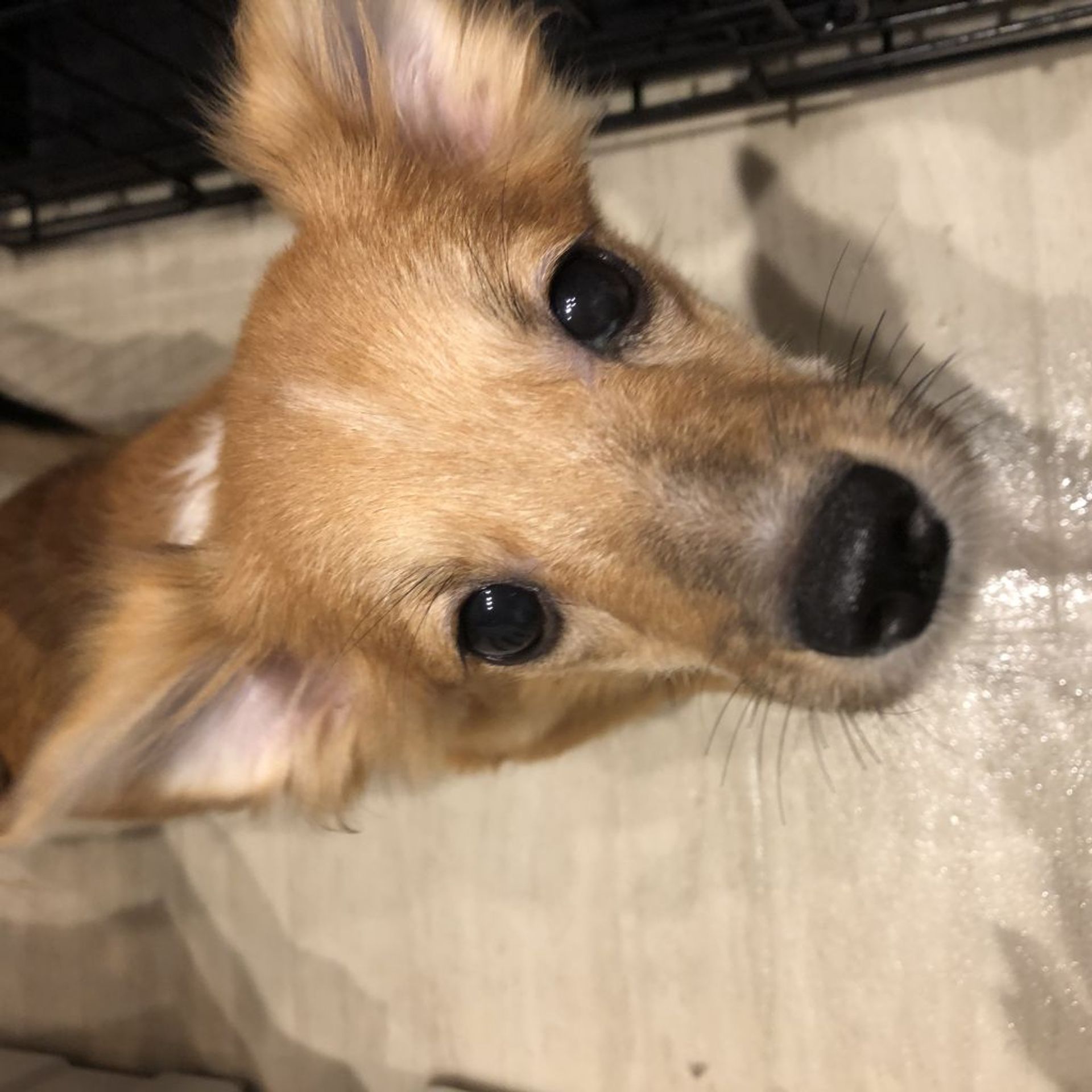 雑種（ミックス犬）・オスの里親募集の写真