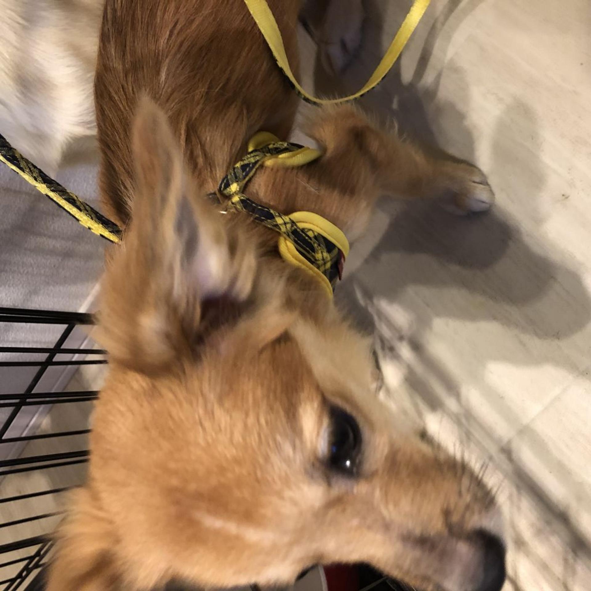 pet-image-2