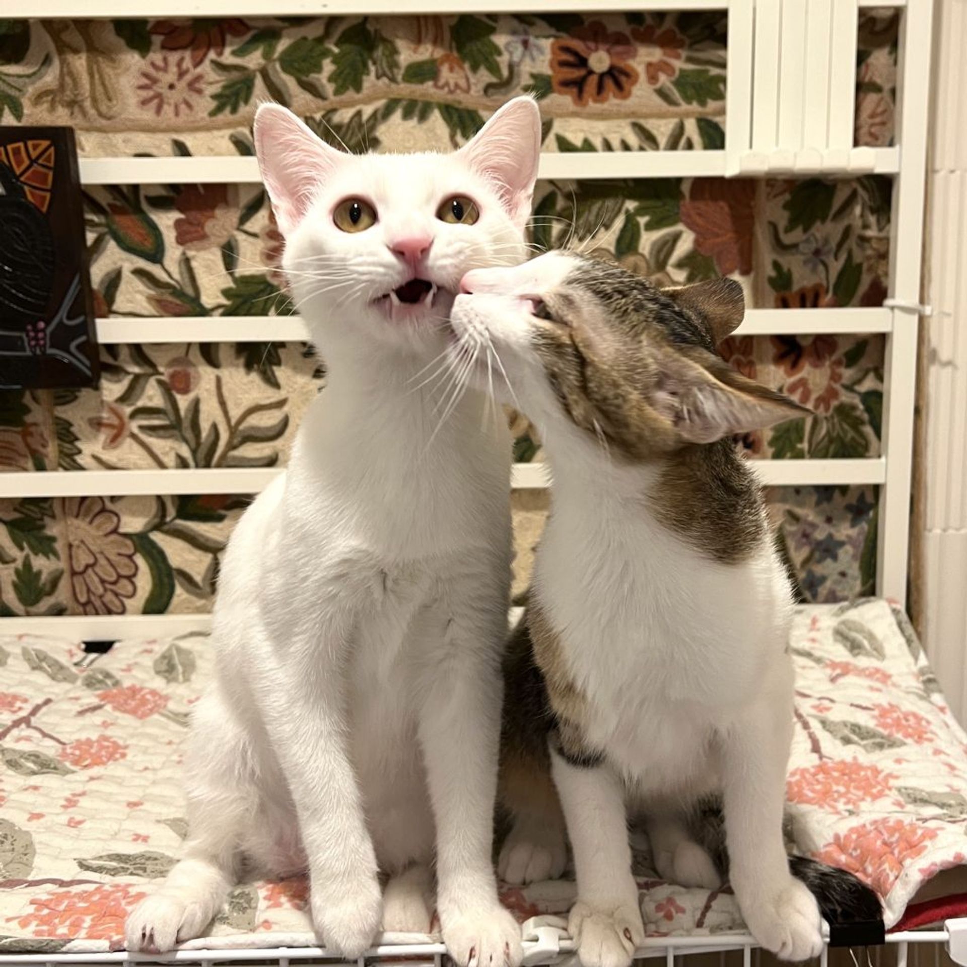 雑種（ミックス猫）・オスの里親募集の写真