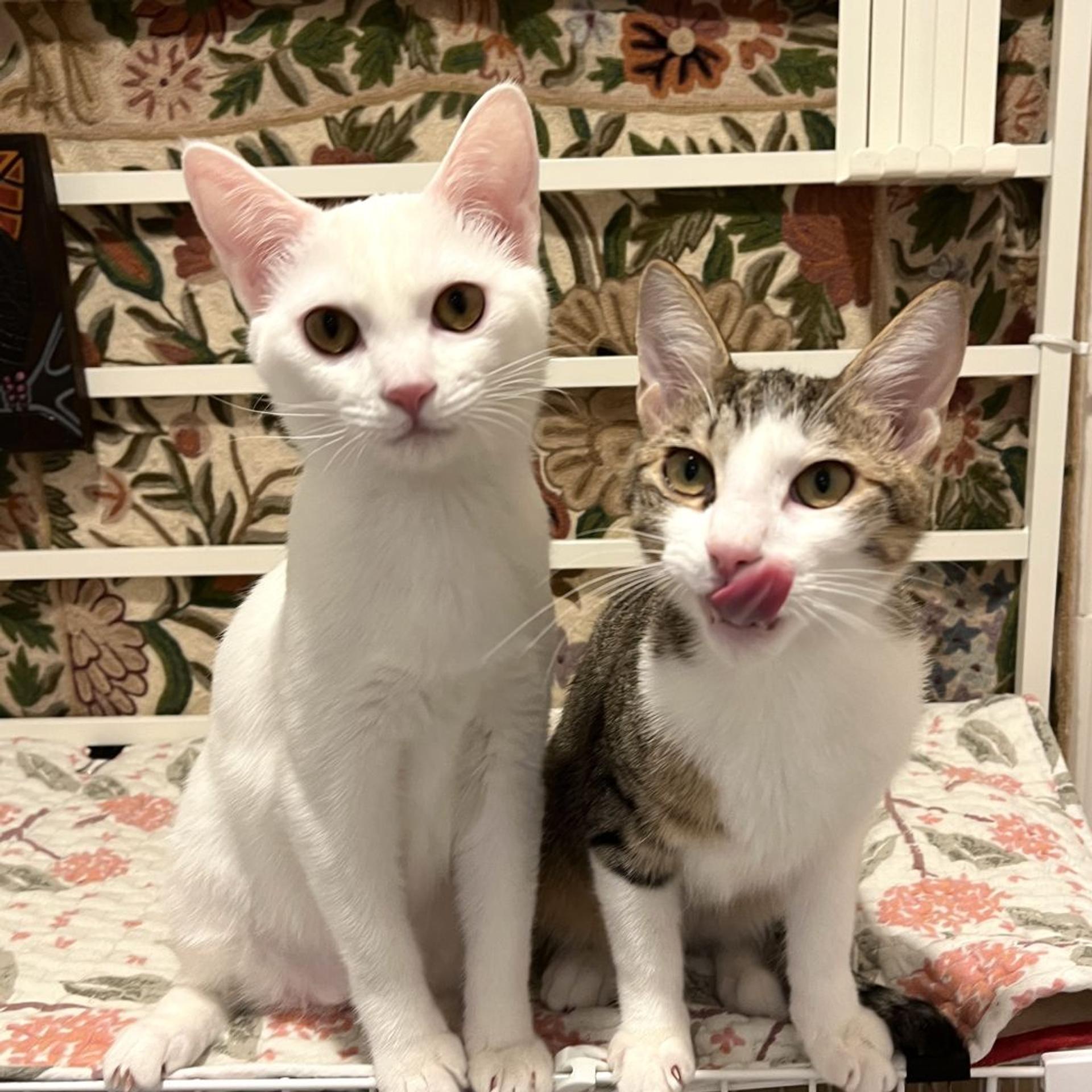 pet-image-3
