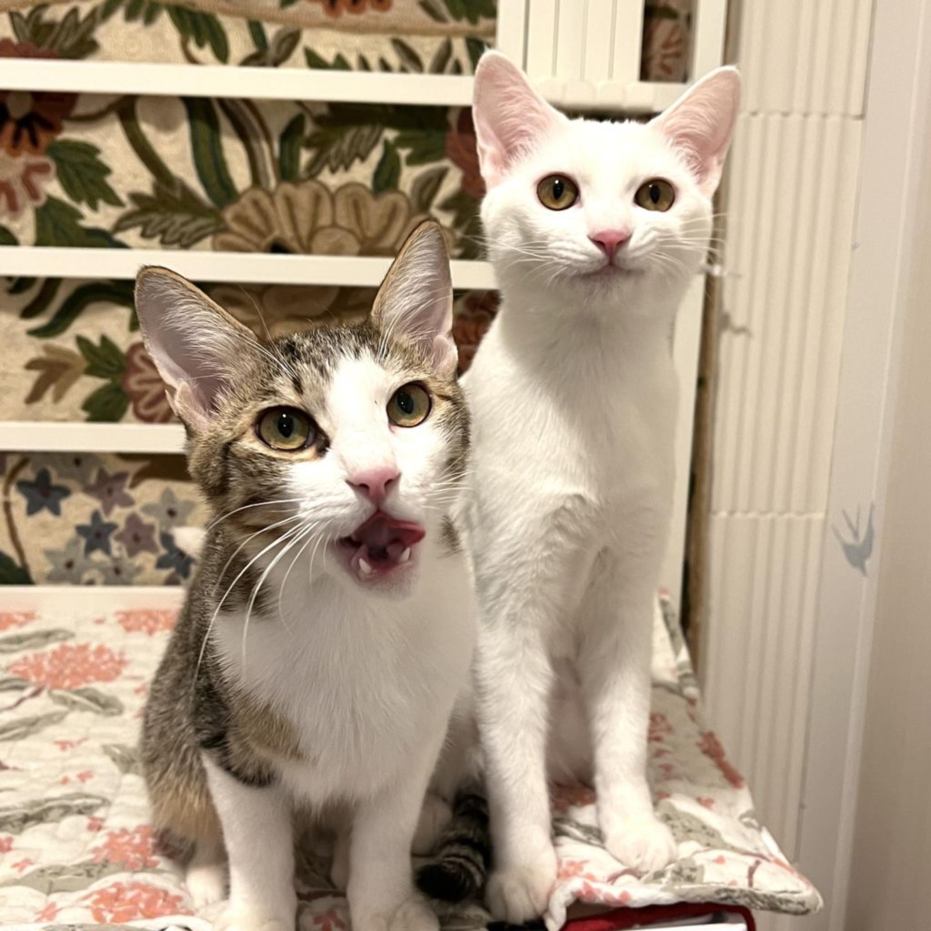 pet-image-6