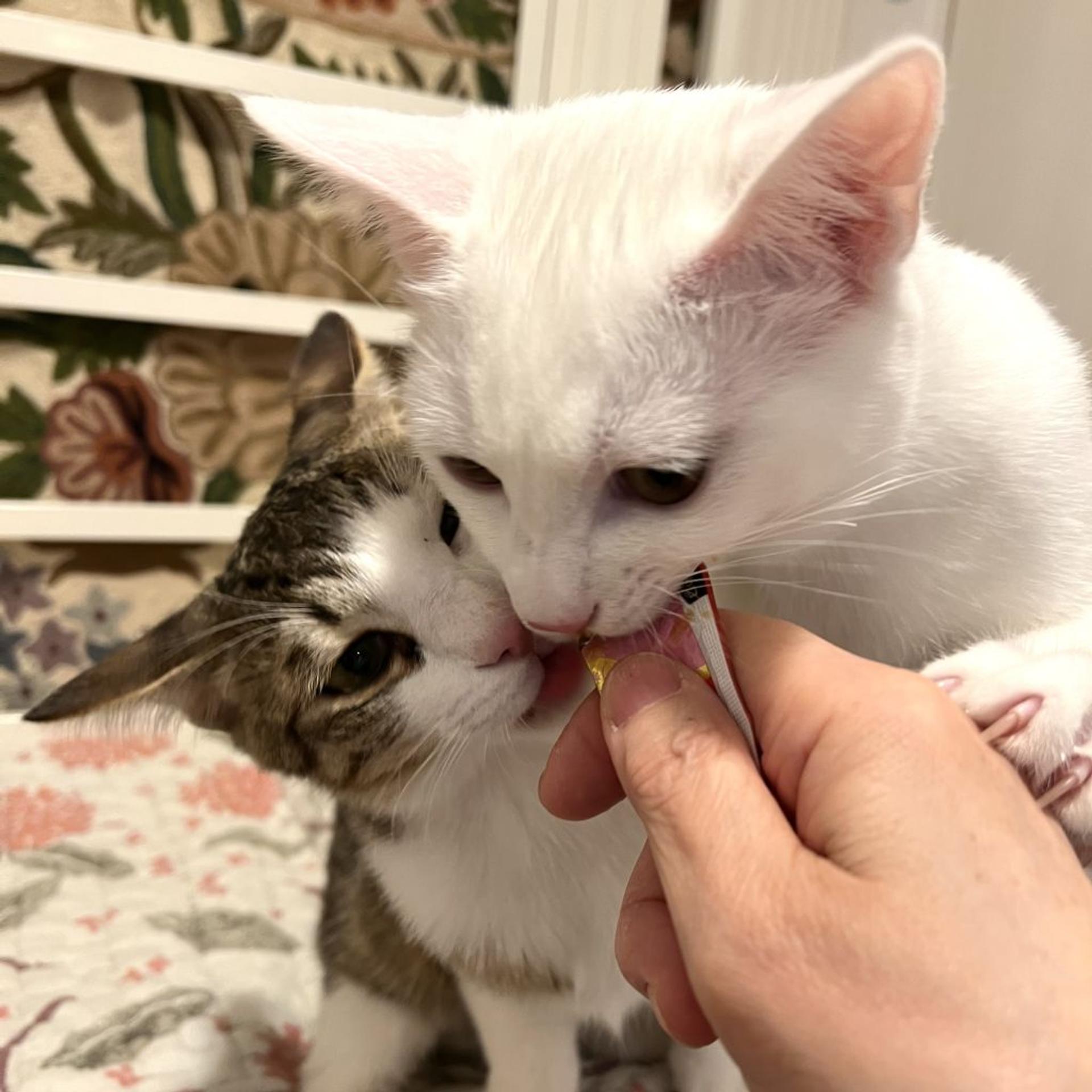 pet-image-7