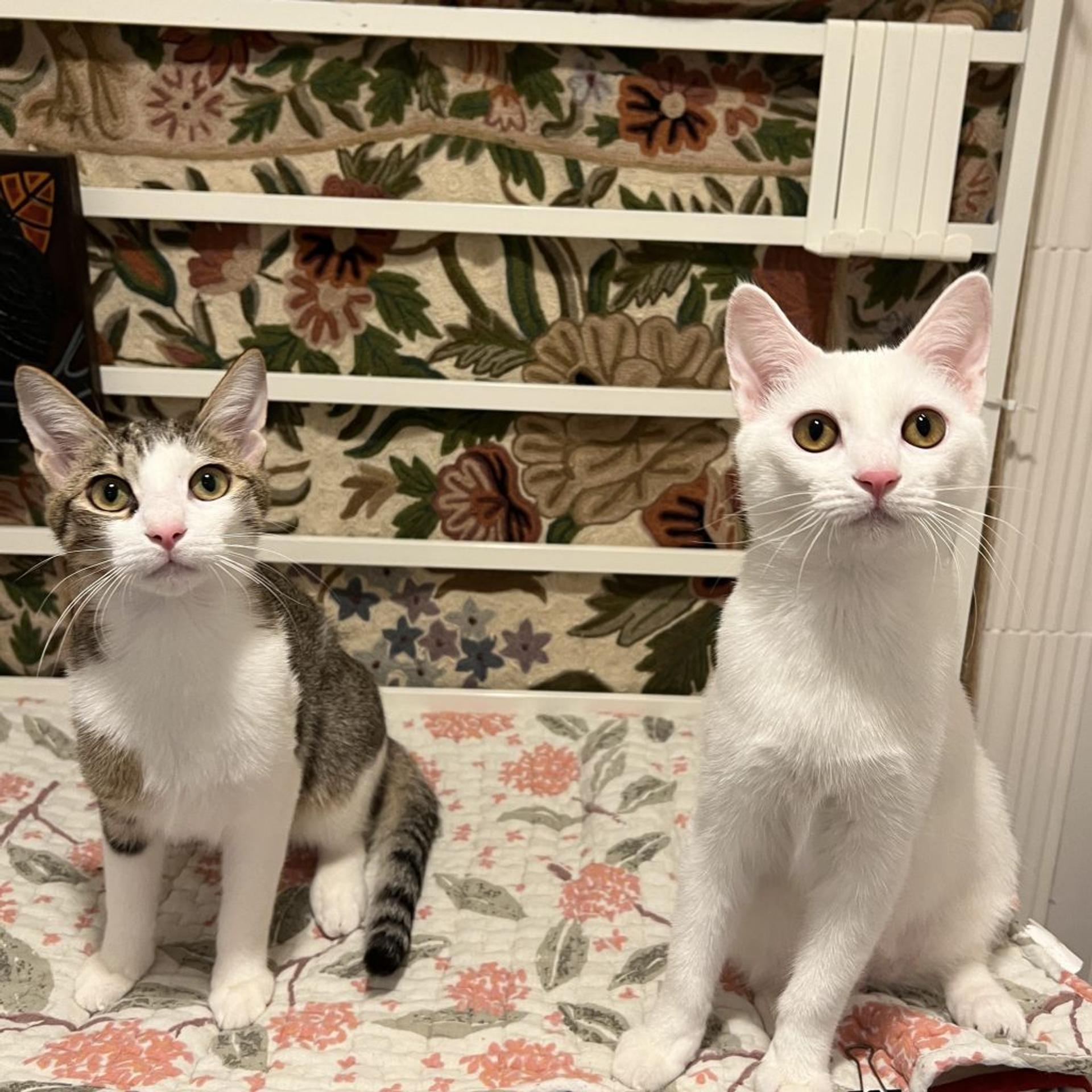 pet-image-8