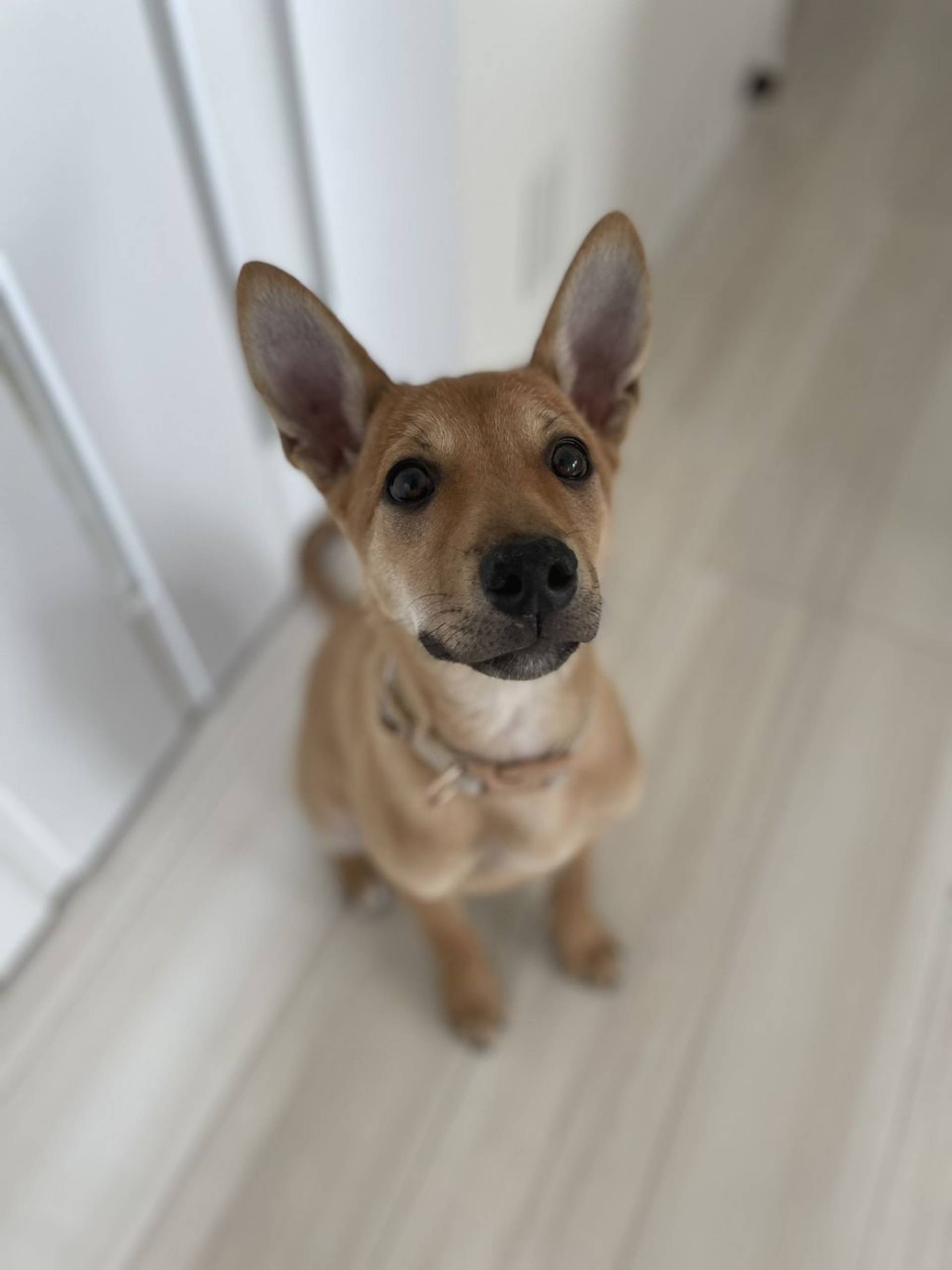 雑種（ミックス犬）・オスの里親募集の写真