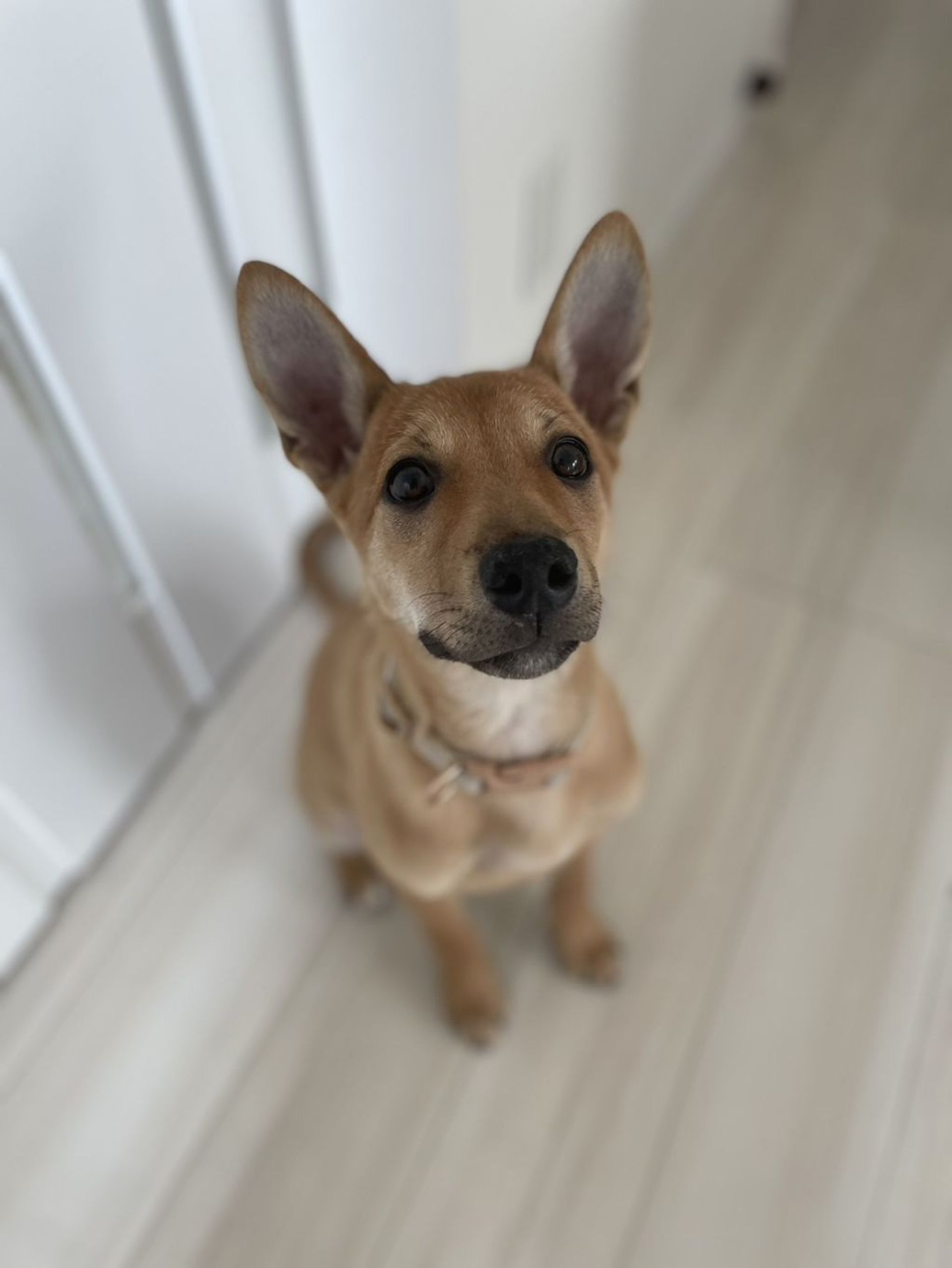 雑種（ミックス犬）・オスの里親募集の写真
